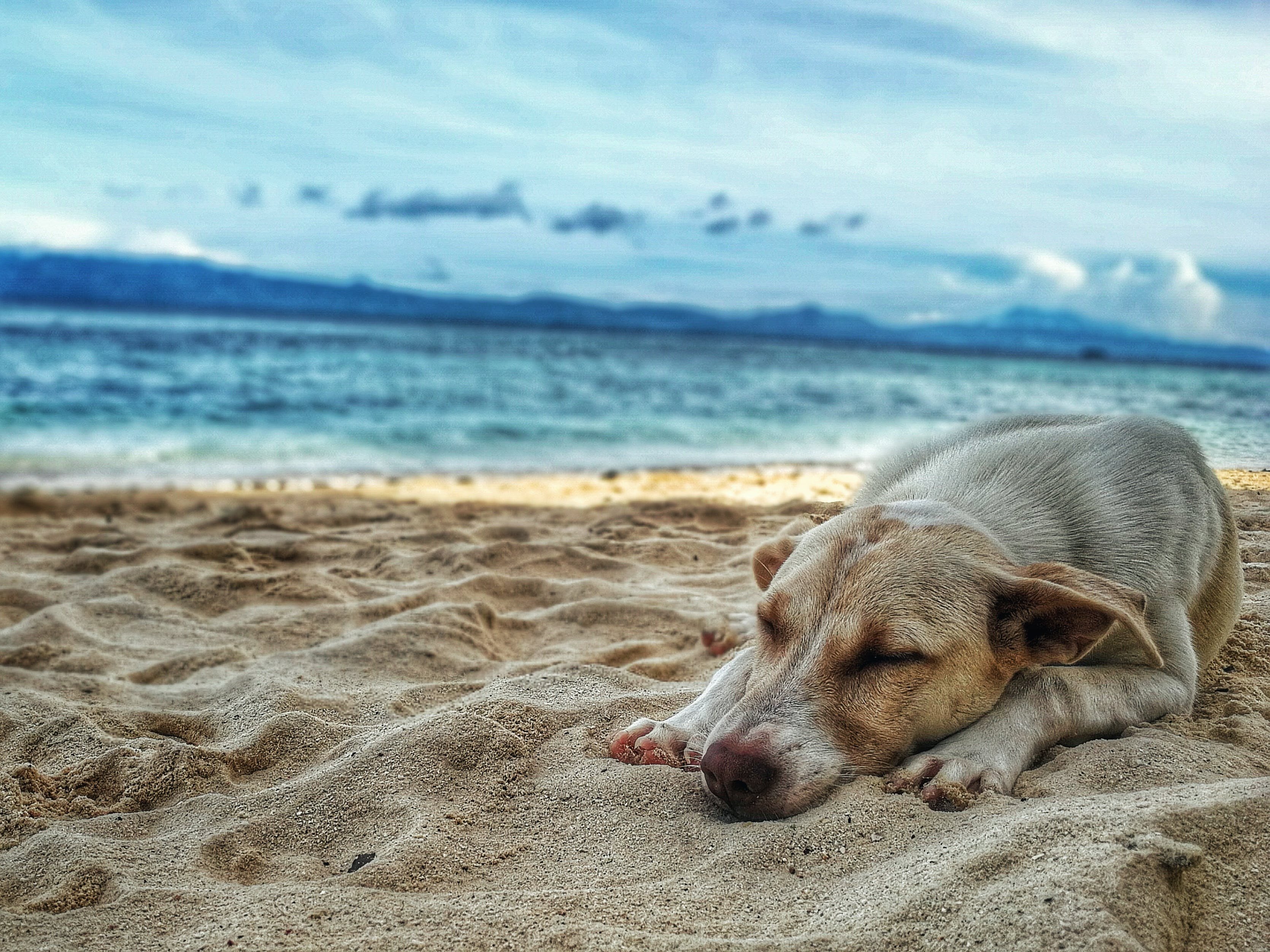 Сон собаки защищают. Собака на море. Лабрадор на берегу моря. Собака на берегу. Собака летом.