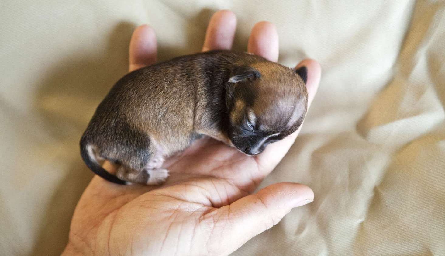 Какая порода самой маленькой собаки. Собака чихуахуа Милли. Карманные собачки чихуахуа мили. Чихуахуа Милли самая маленькая. Маленькая собака Милли чихуахуа.