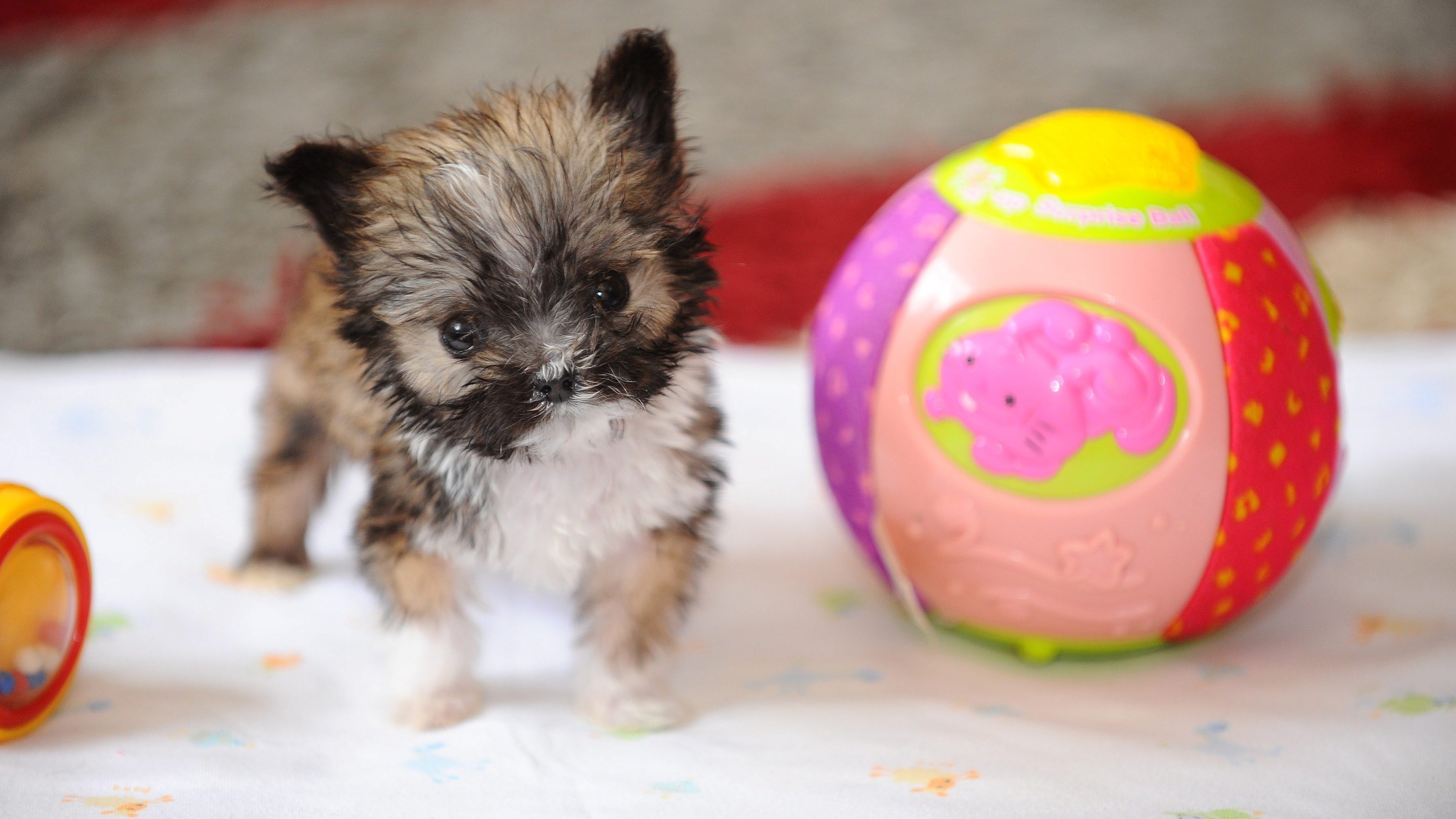 Какая порода самой маленькой собаки. Самая маленькая собака в мире. Самые маленькие собачки в мире. Самая маленькая собачка в мире. Самая мелкая собака.