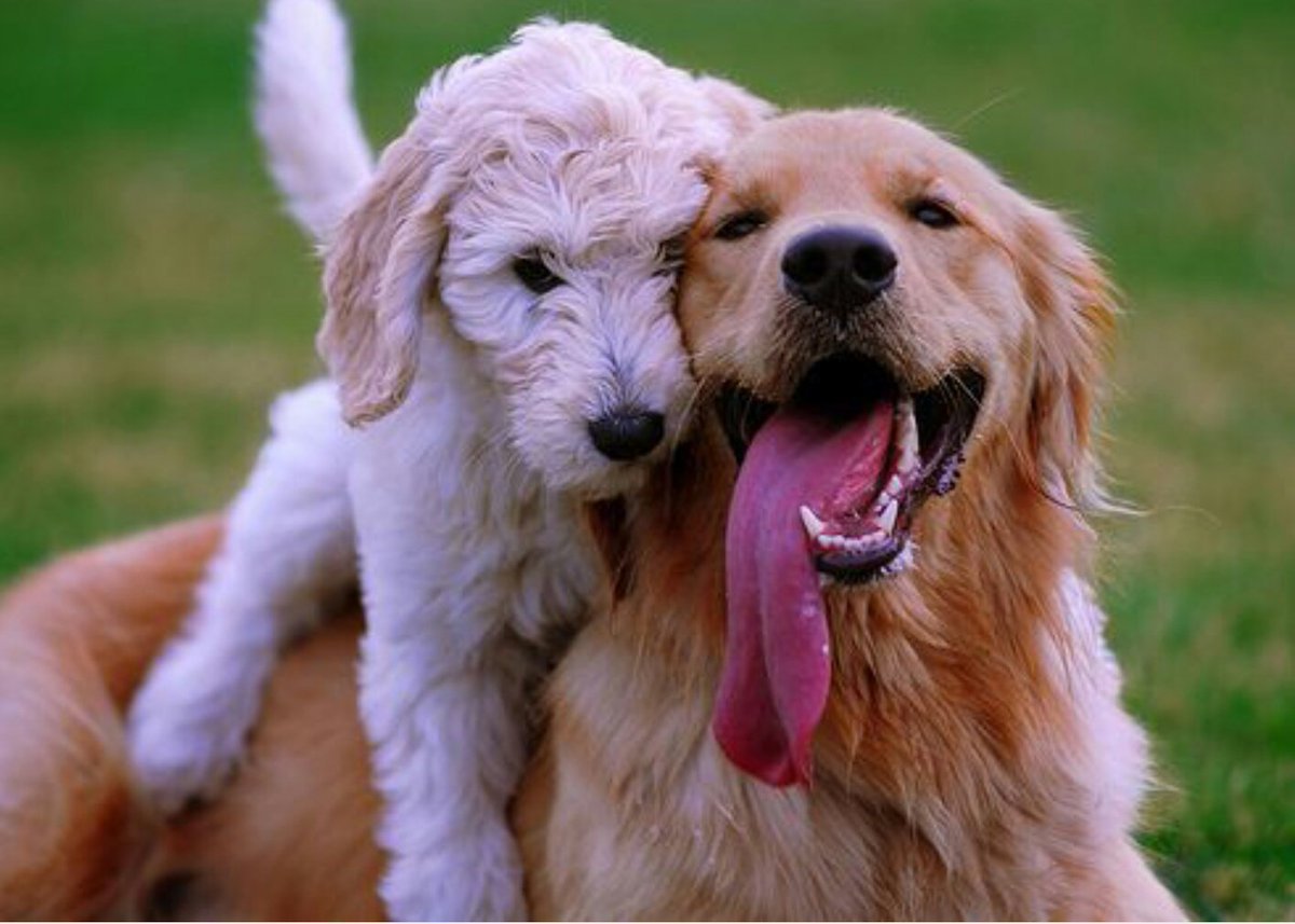 My animal friends. Собаки дружат. Дружба с собакой. Дружба животных разных видов. Собаки любовь.