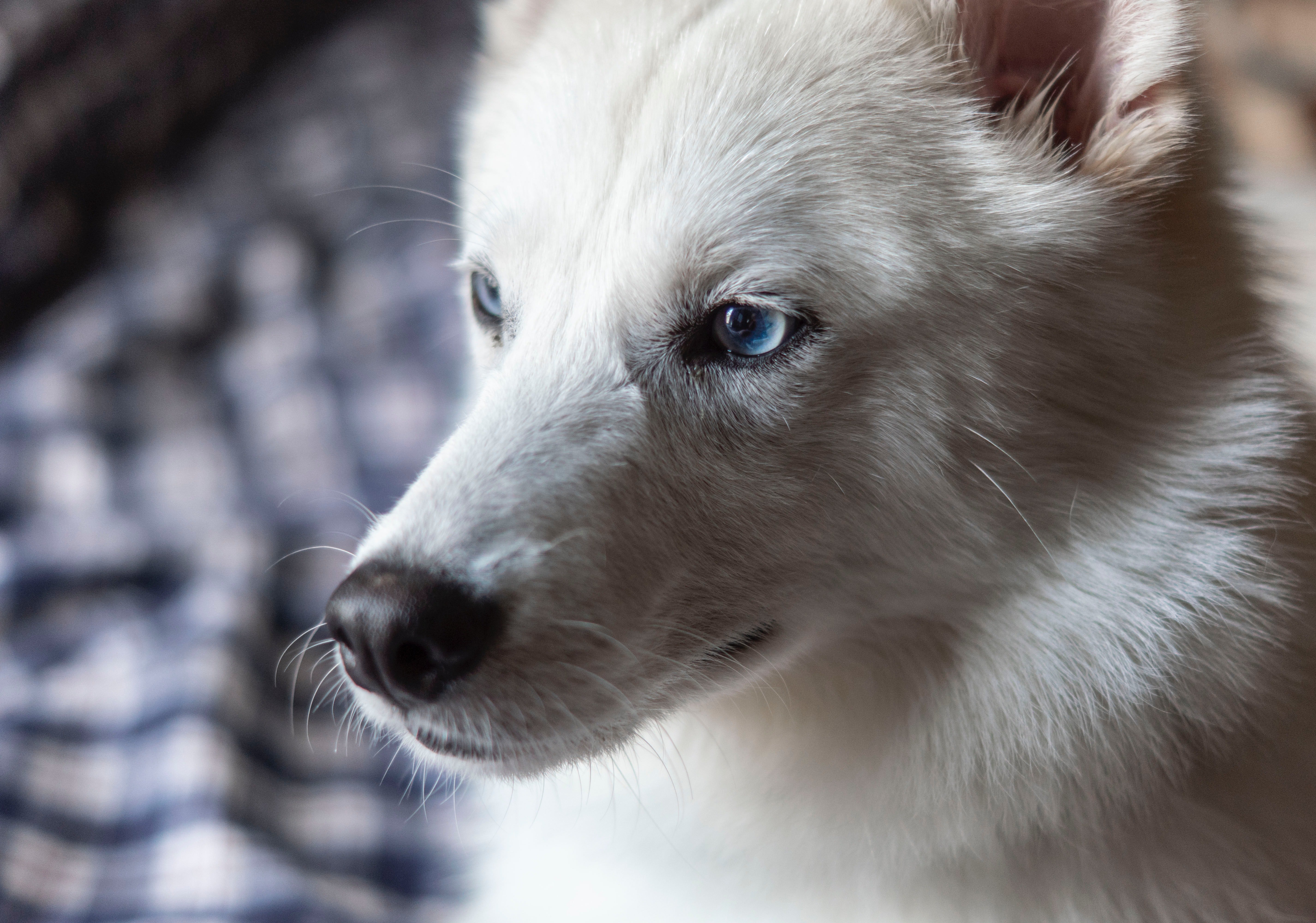 Порода собак с голубыми глазами. Белый волкособ с голубыми глазами. Волкособ белый щенок. Овчарка белая голубоглазая. Глаза голубой собаки.