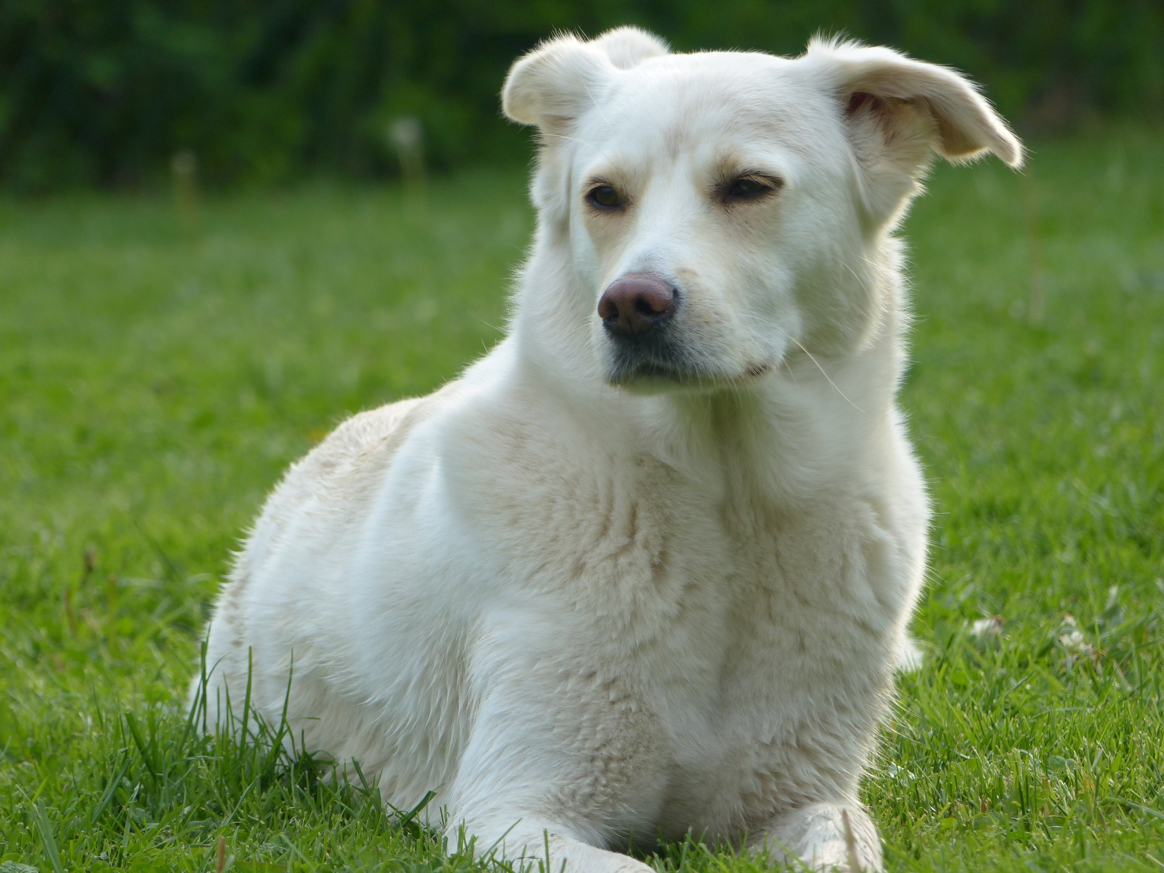 Белая собака дворняга