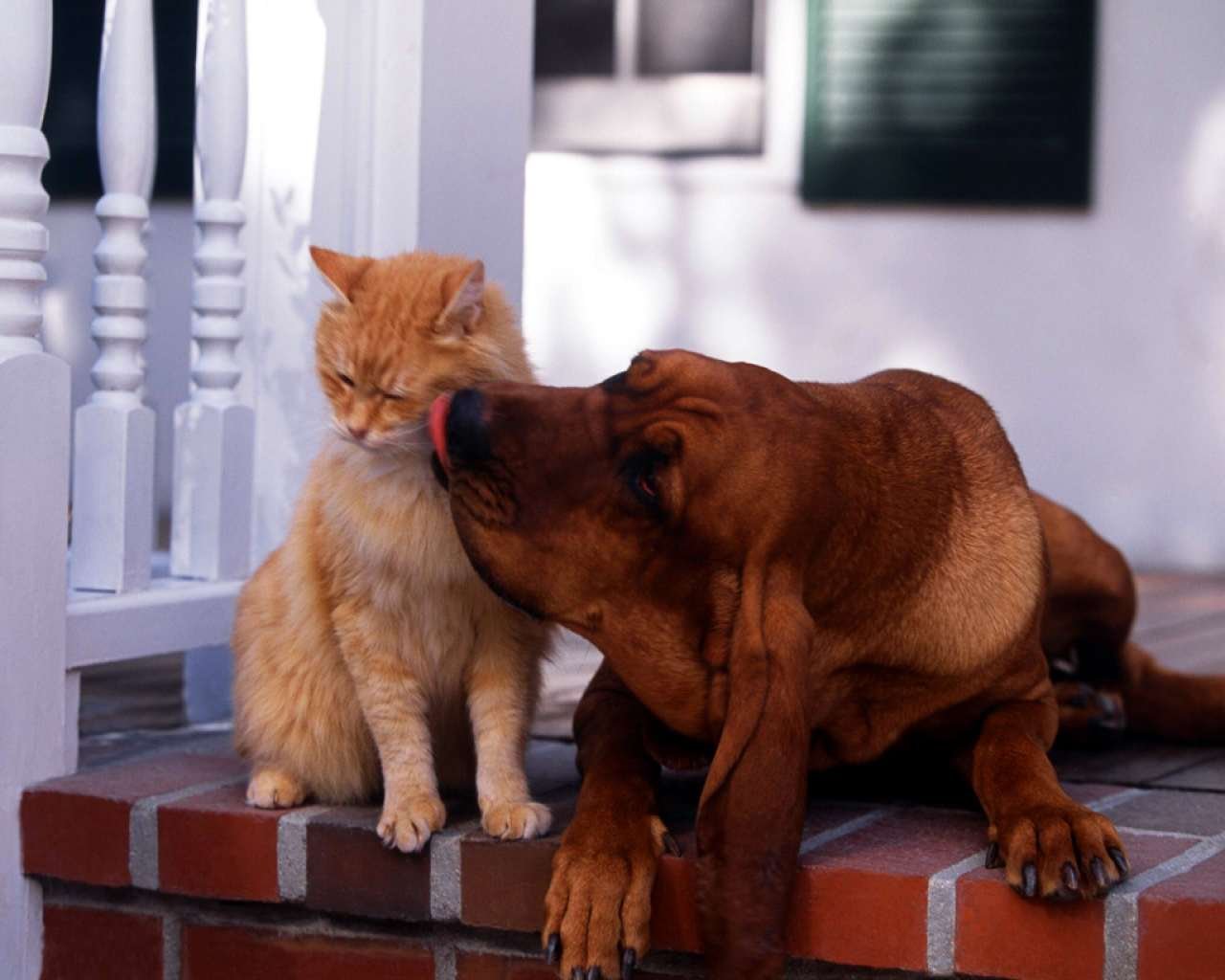 Не ласковый сын. Кошки и собаки. Кот и собака дружат. Собака с кошкой дружат. Кот и собака друзья.
