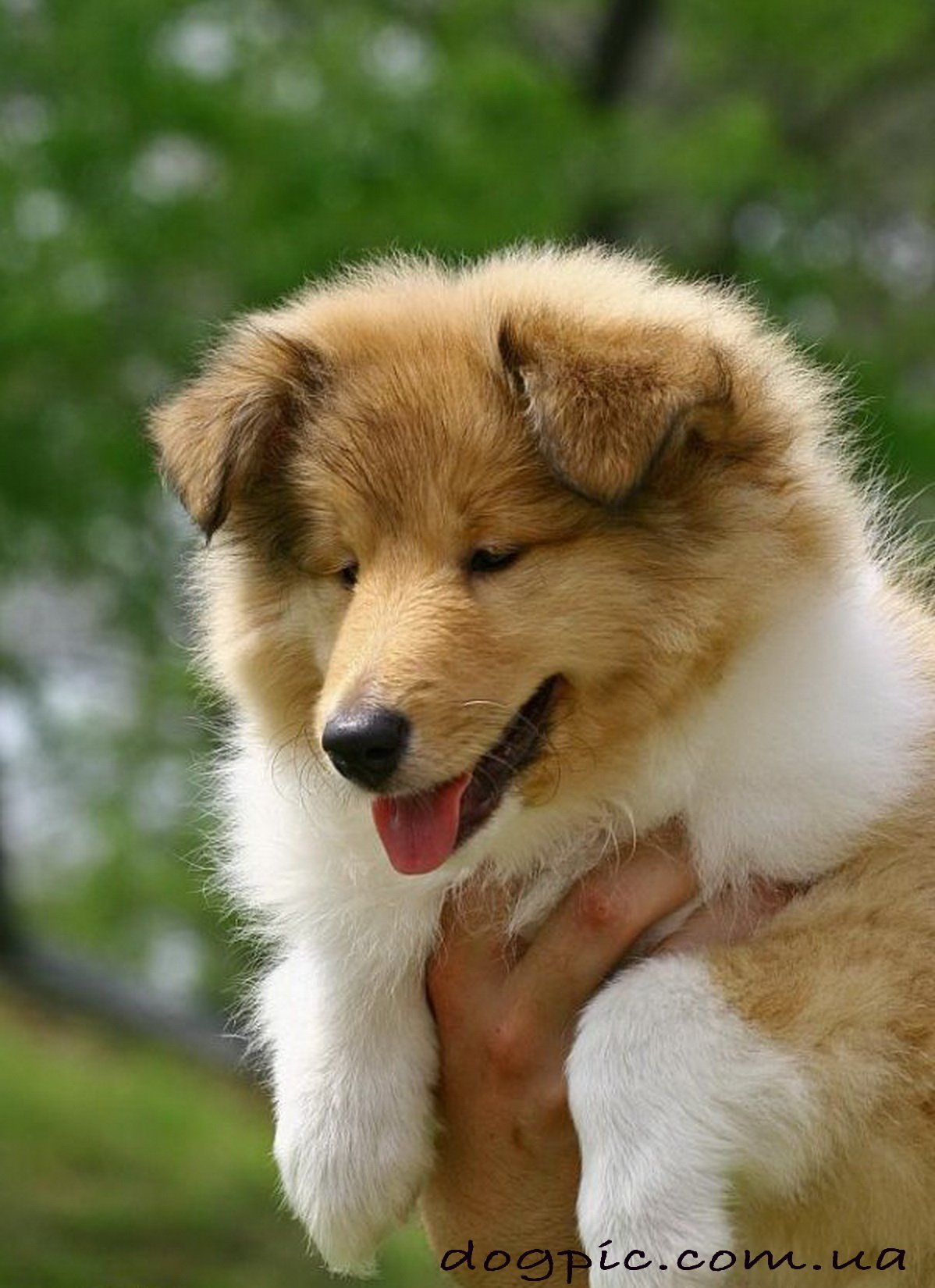 Показать любую фотографию. Порода собак Гринфилд. Шелти. Колли собака. Красивые щенки.