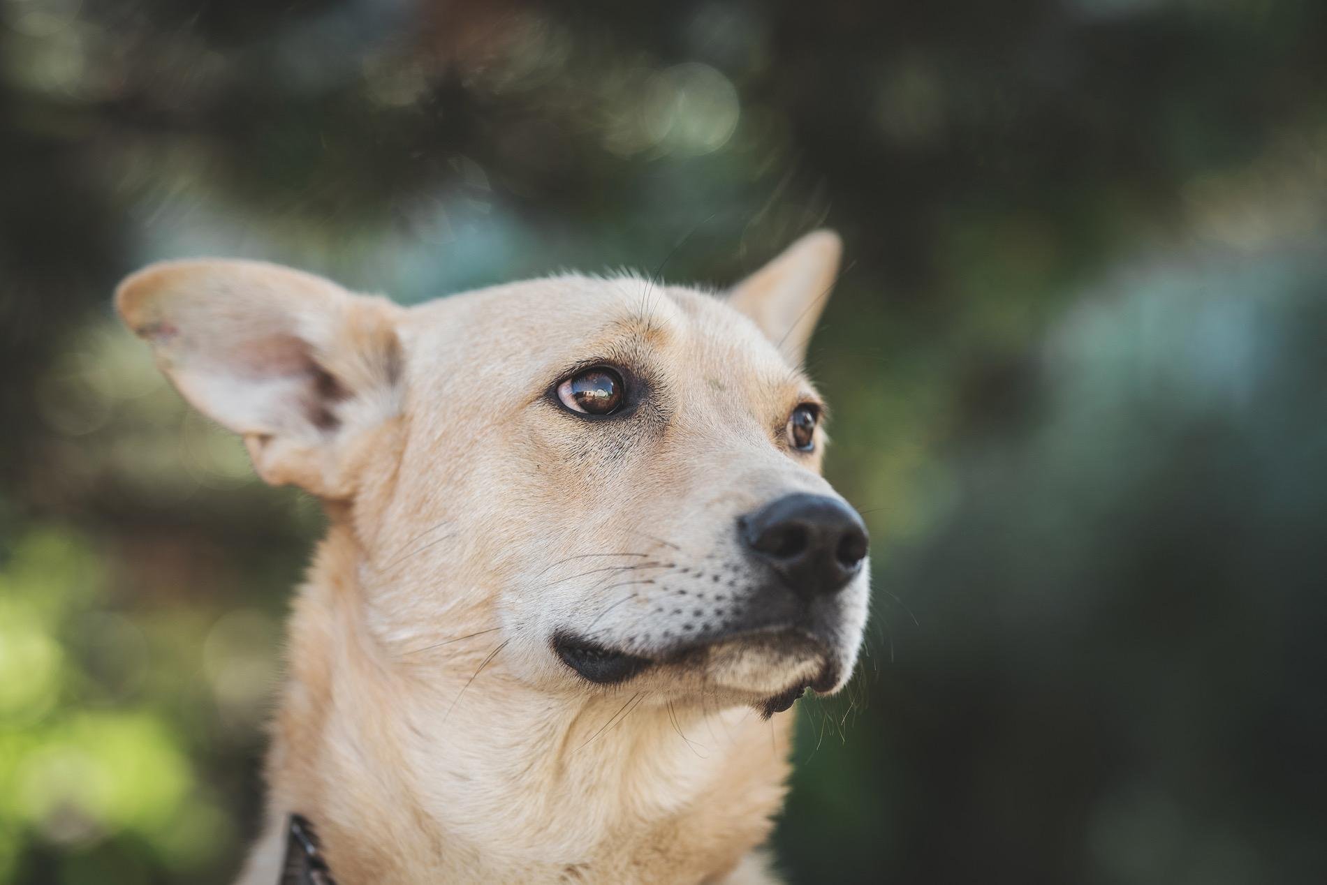 Собака рыжик. Собака Литвина. Фото собаки Рыжик фото.