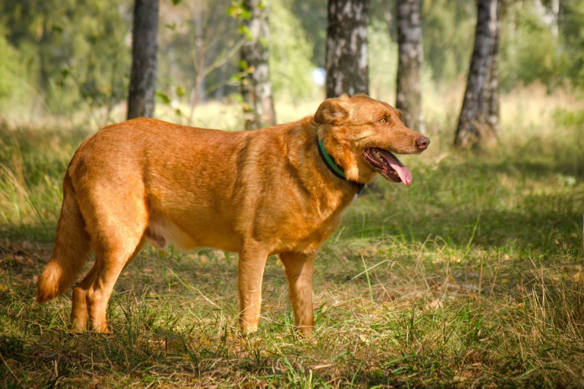 Собака рыжик. Идеальная собака. Пес Рыжик Люберцы. Пёс Рыжик жил 40 лет.