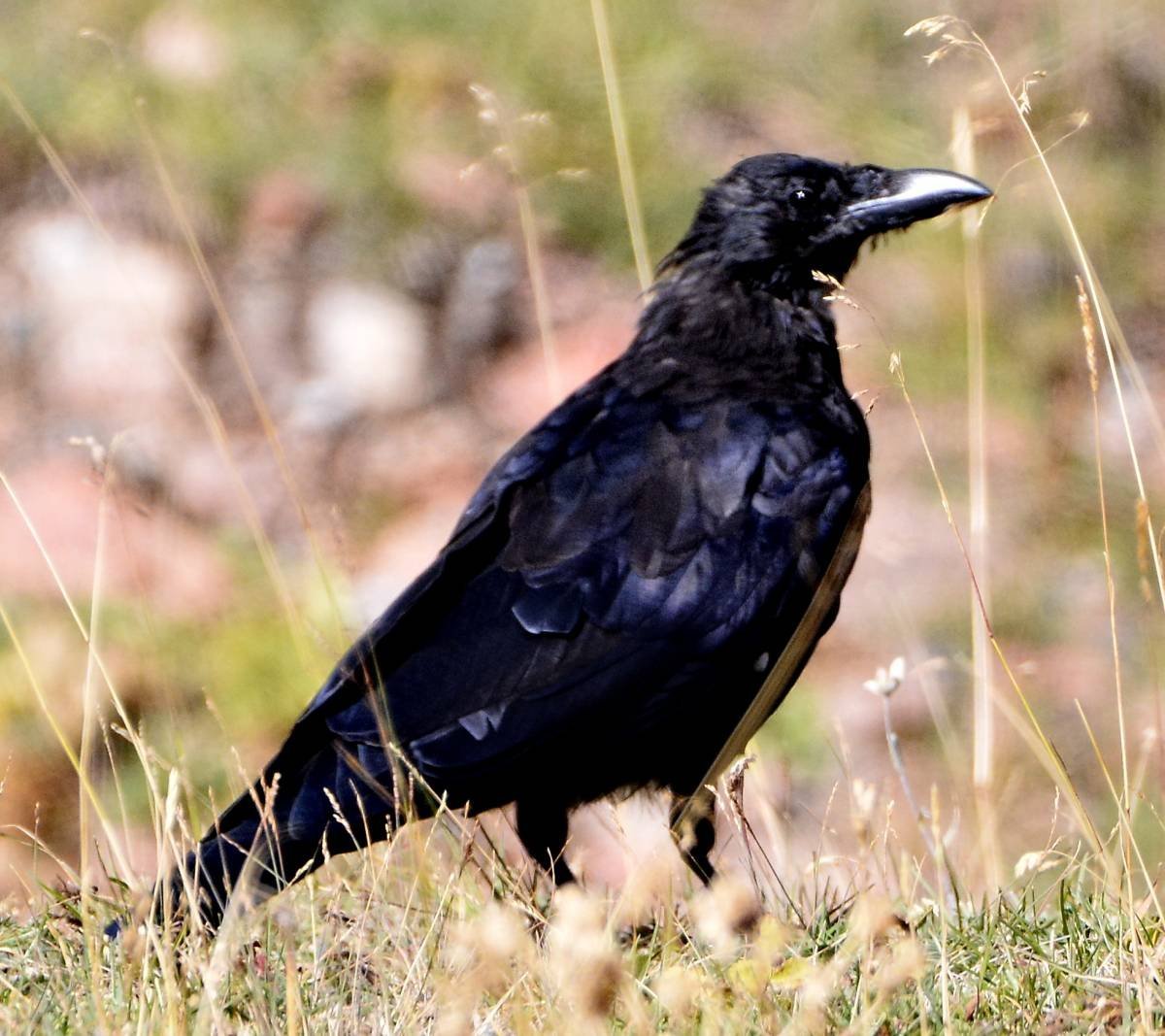Карга это. Черная ворона - Corvus Corone. Грач (птица). Корвус карга. Белоносый Грач.
