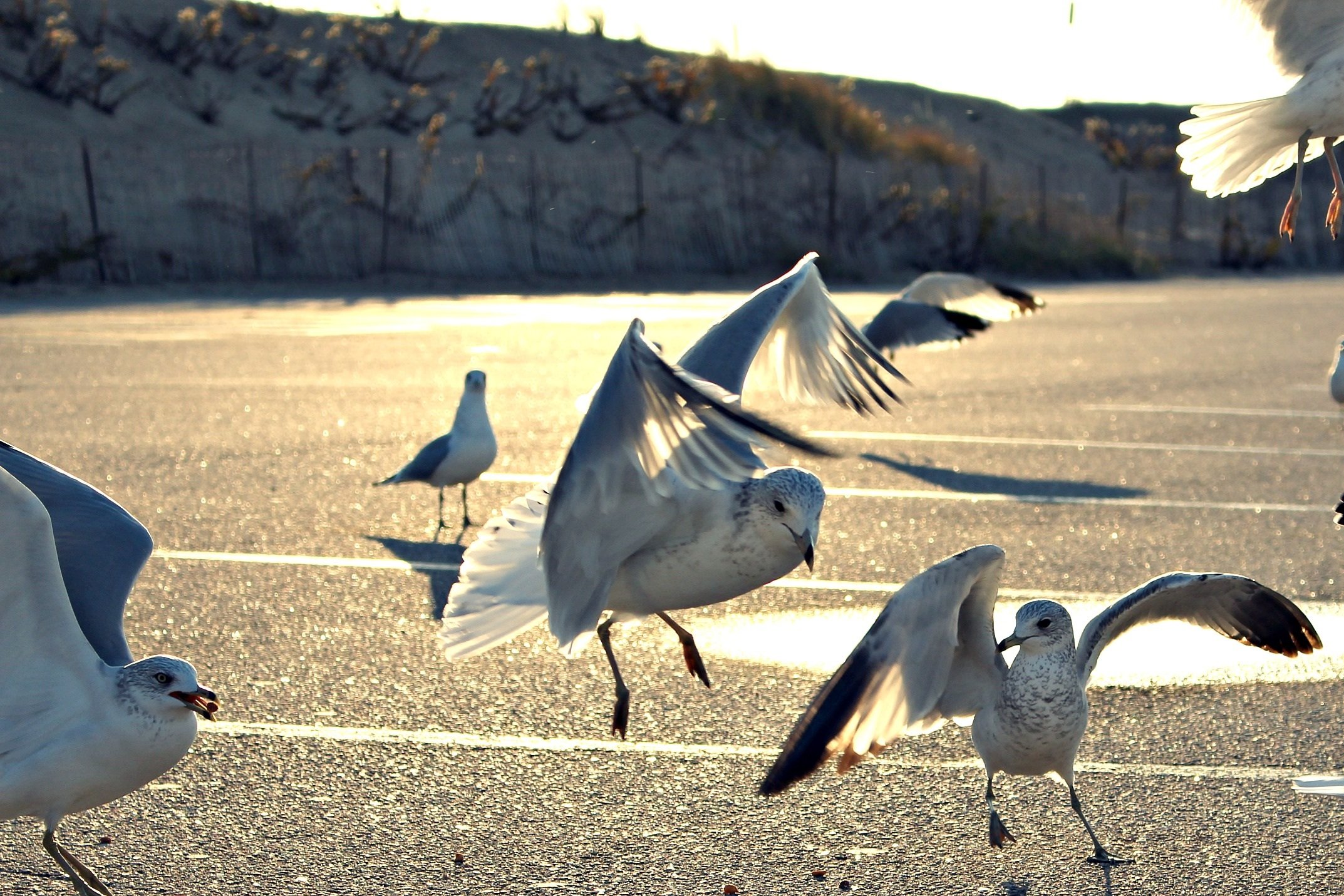 Пляж лапки. Крылья морских птиц. Птицы на пляже. Лапки Чайки. Море Чайки песок.
