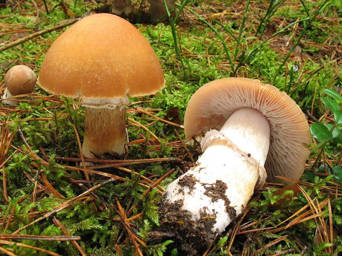 фото грибов куры