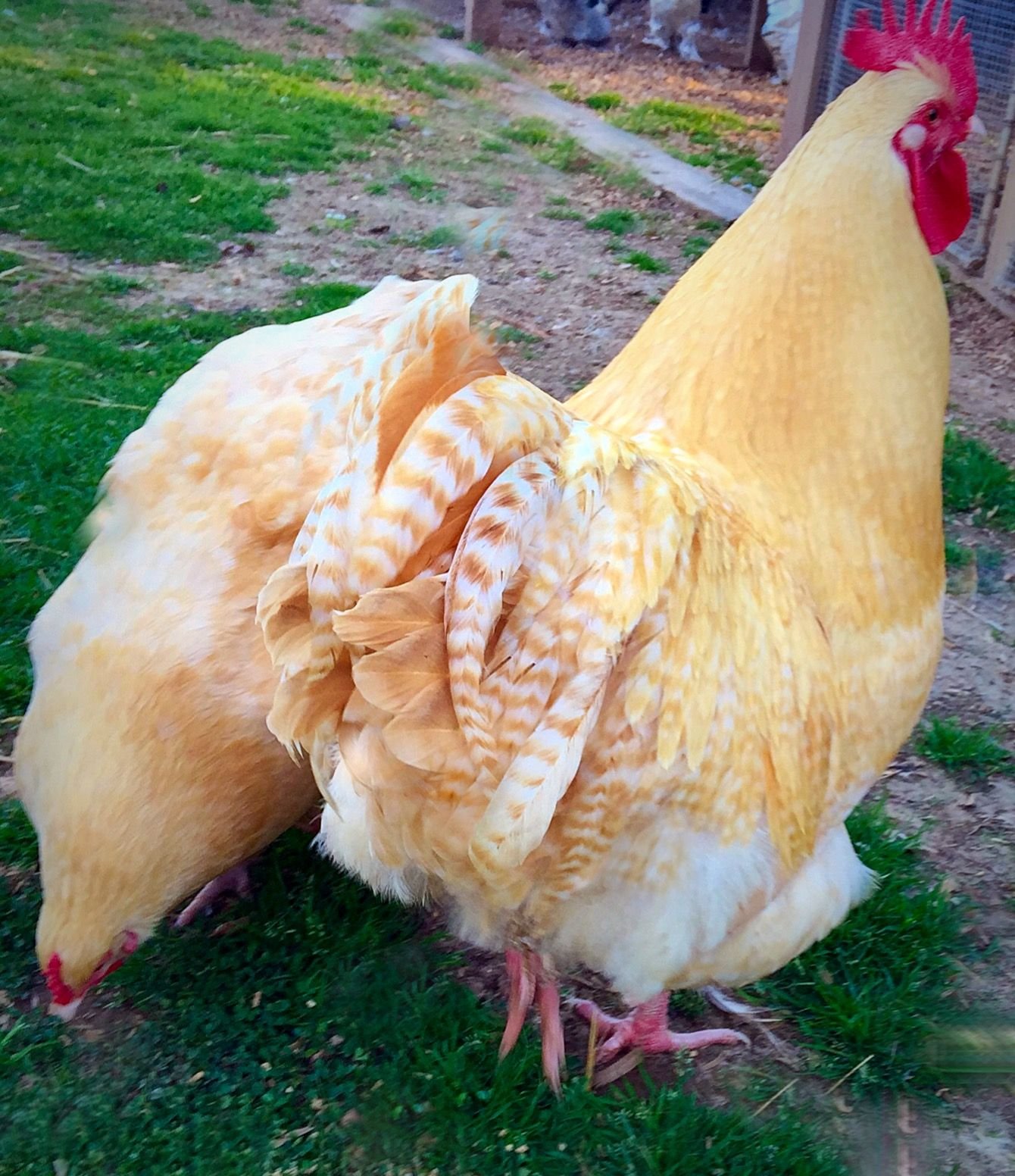 Курица желтого цвета. Петух Орпингтон. Орпингтоны куры. Орпингтон куры куропатчатые. Цыплята Орпингтон.