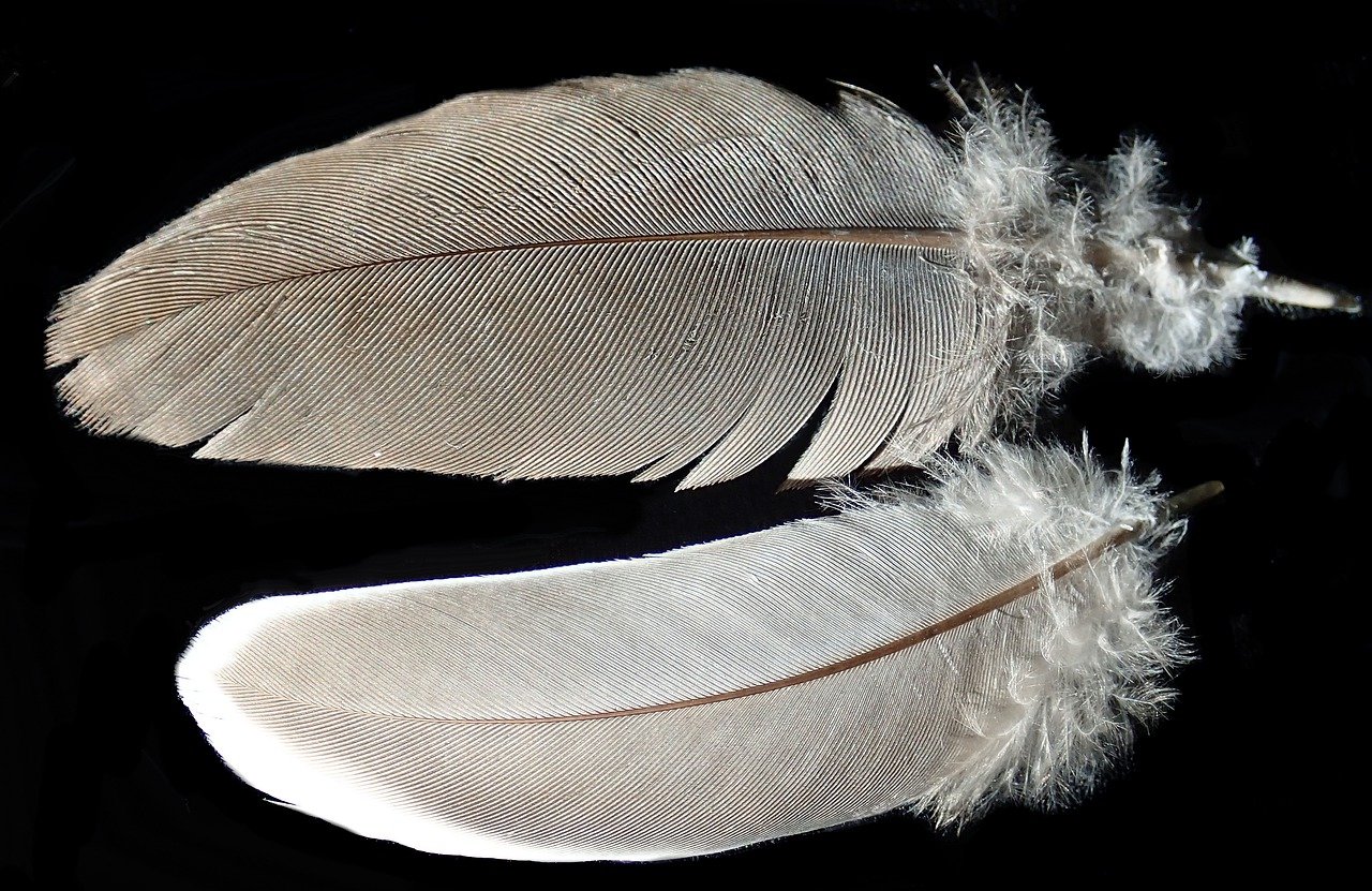 Необычные перья