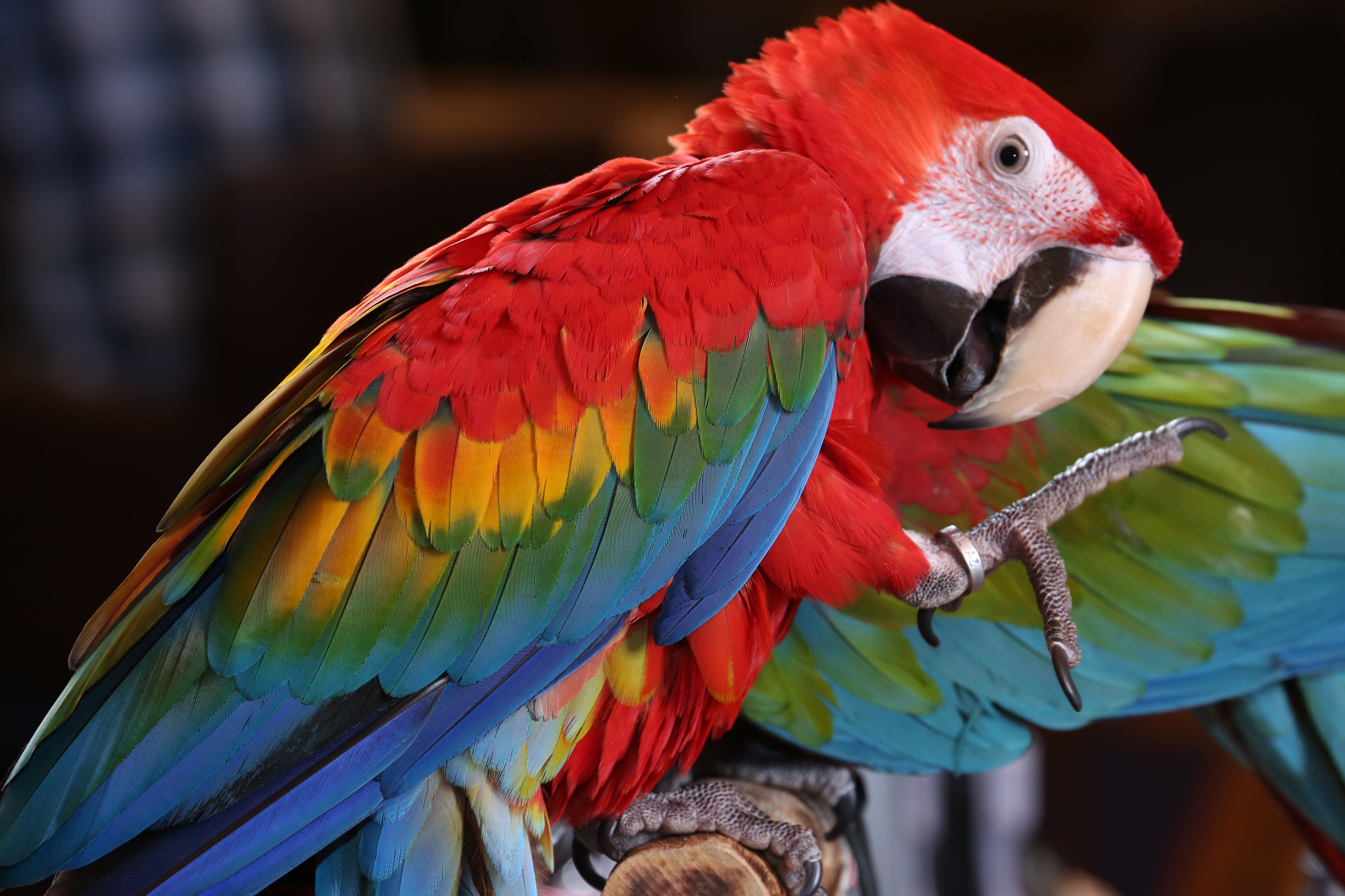 Большой цветной попугай. Попугай ара. Попугай породы ара. Попугай ара Бразилия. Попугай золотой аратинга.