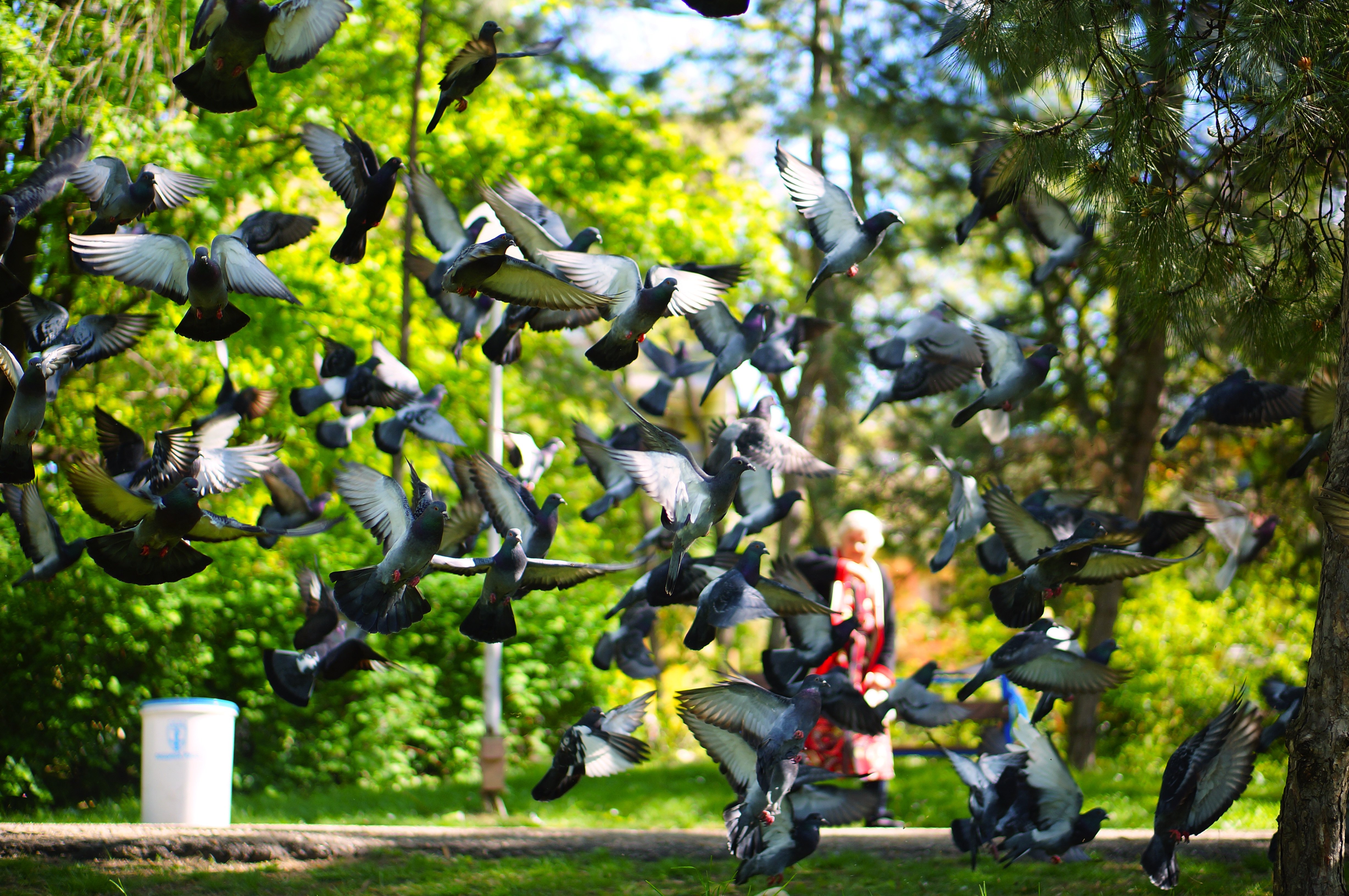 Forms birds. Птицы в городском парке. Уличные птицы. Парк с голубями. Много птиц.