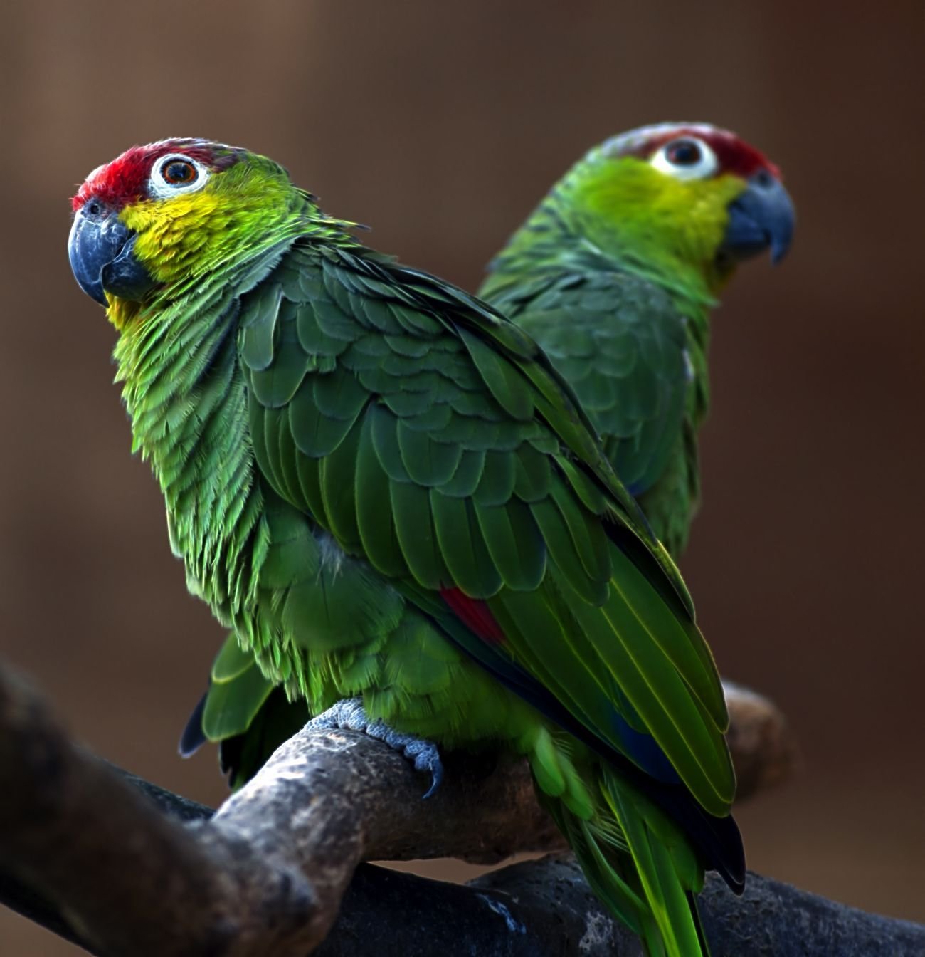 Большой цветной попугай. Синелицый Амазон попугай. Попугай породы Амазон. Императорский Амазон попугай. Зеленый амазонский попугай.