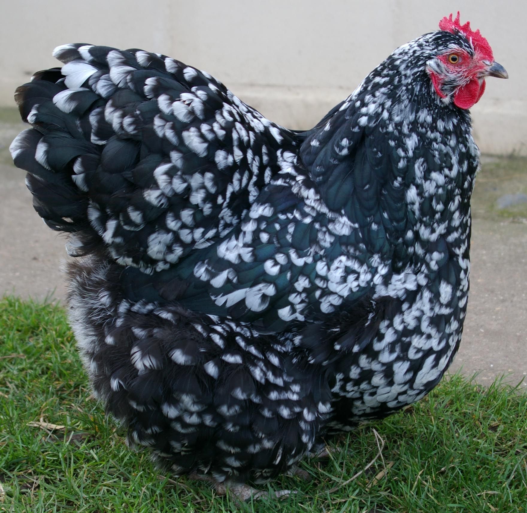 Черно белая порода кур