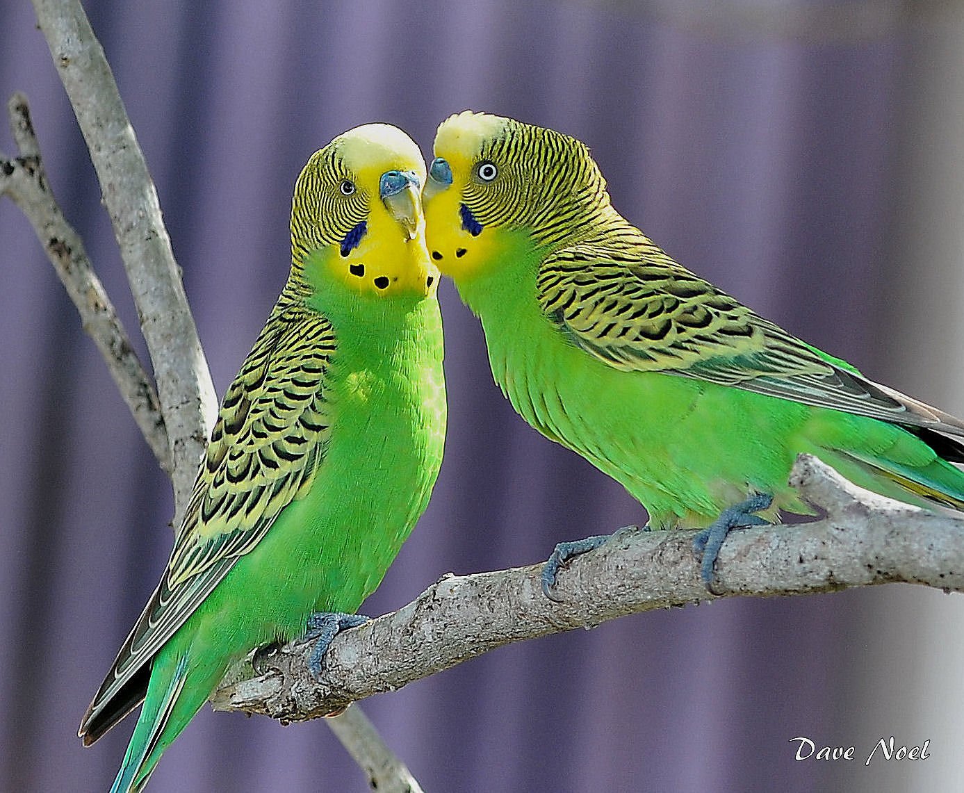 Волнистый попугай фото. Волнистый попугай Арлекин. Попугаи волнистые попугайчики. Волнистый попугайчик зеленый. Порода попугаев волнистых Арлекин.