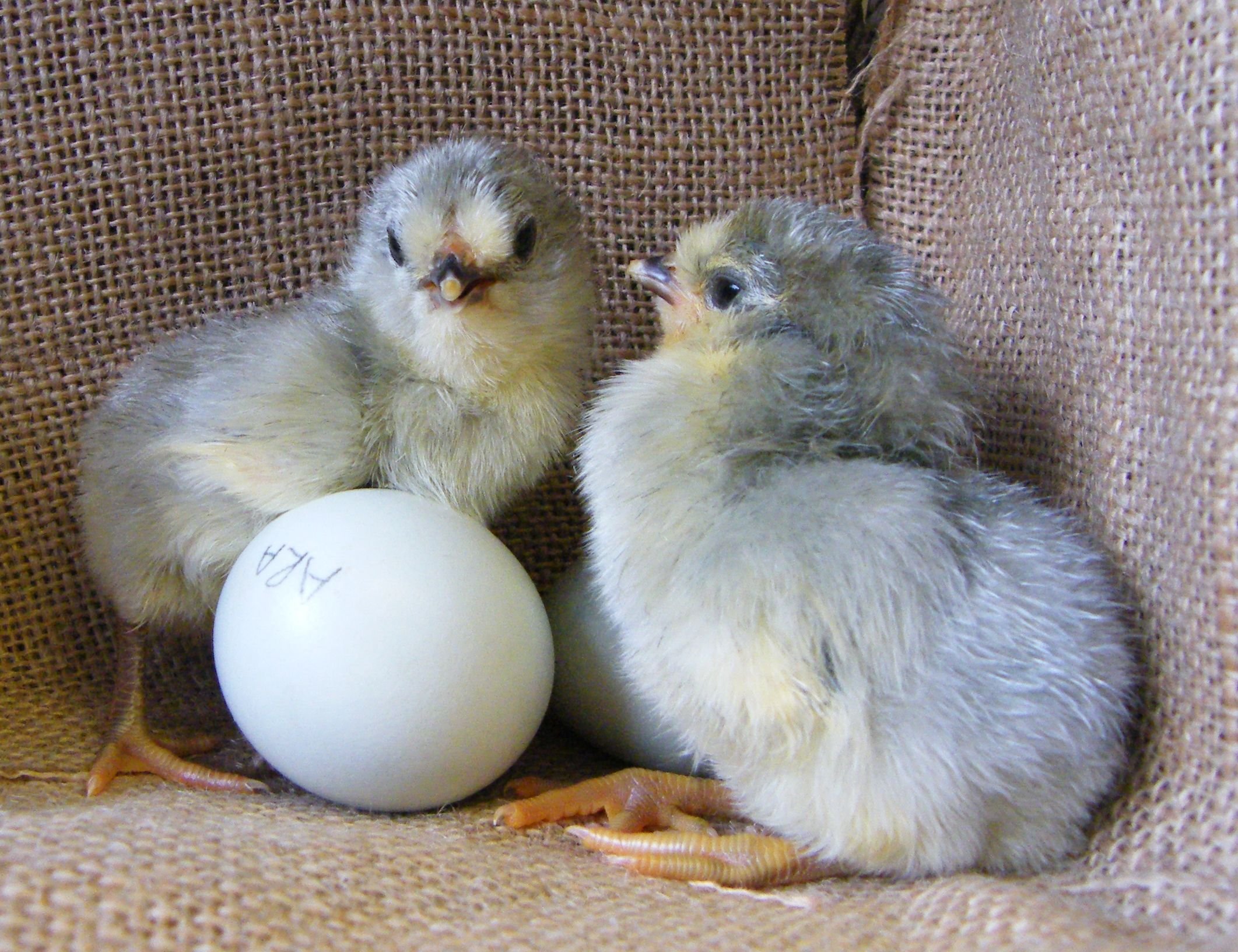 Цыплята яичных пород