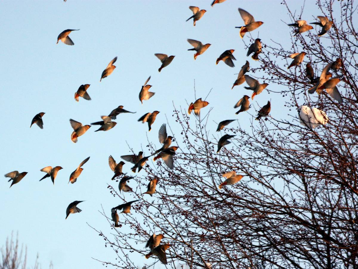 Стая светлогрудых Дроздов. Стая певчих Дроздов. Перелетные птицы прилетающие в апреле. Пролетающая птица. Видеть много птиц