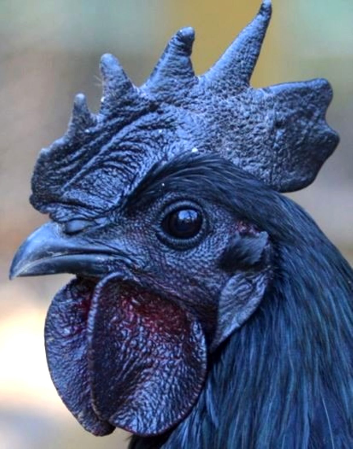 Курица с листовидным гребнем черным оперением. Аям Цемани. Аям Цемани порода кур. Чёрная порода кур Аям Цемани. Петух породы Аям Цемани.