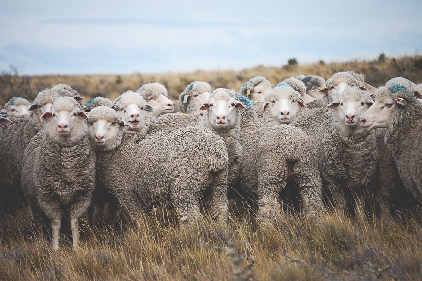 Купить алтайских овец. Алтайская тонкорунная порода овец. Ставропольская тонкорунная порода овец. Кучугуровская порода овец. Забайкальская тонкорунная порода овец.