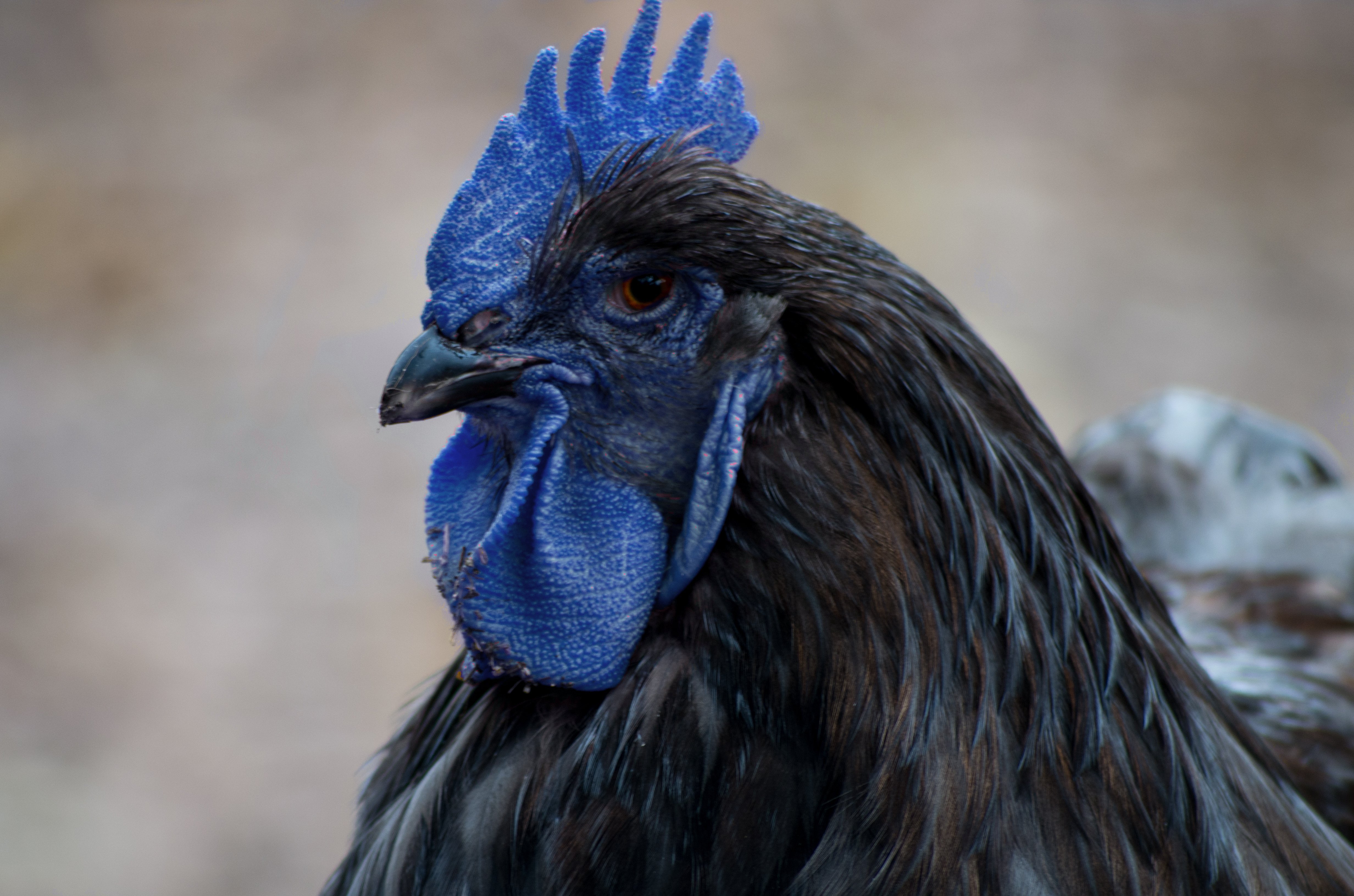 Темного гребня. Андалузская голубая. Куры породы Андалузская. Куры Андалузская голубая. Андалузская голубая курица.