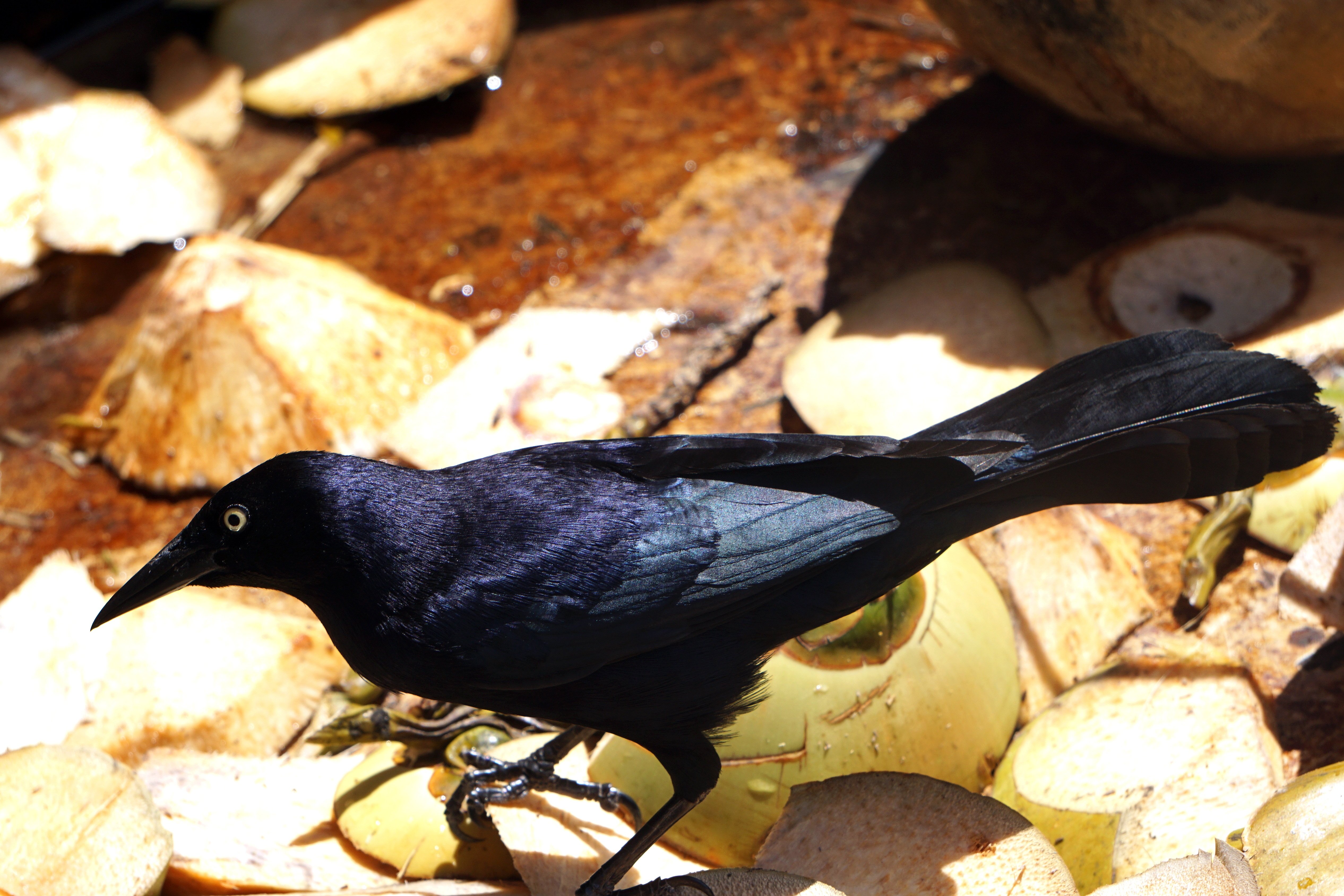 Кубинский черный. Icterus Melanopsis. Черная птичка на Кайо Коко. Маленькая черная птичка. Черная птица с длинным черным клювом.