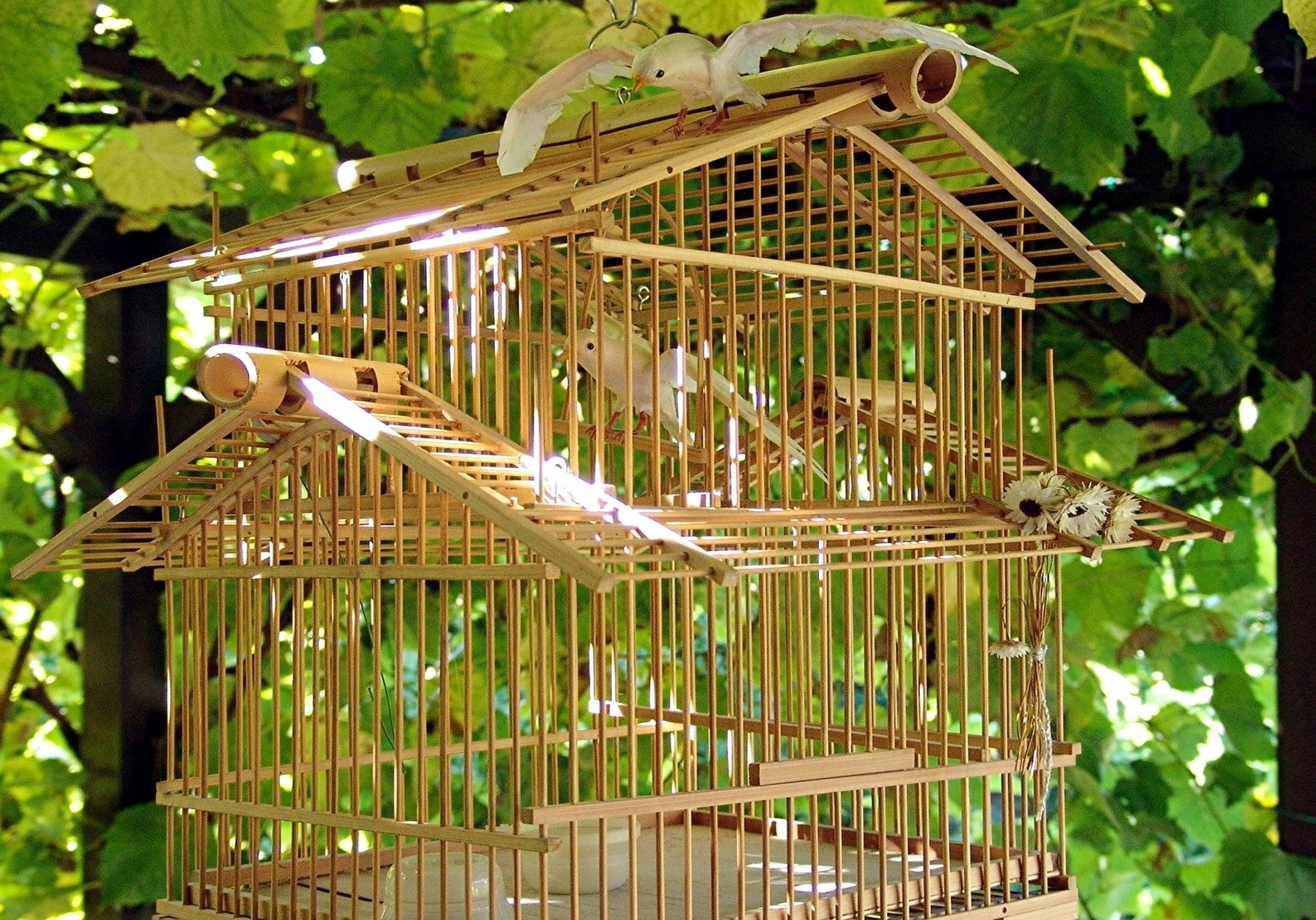 Птицы которые живут дома. Бенилюкс клетка деревянная Wooden rearing Cage для птиц, 60*30*40 см,. Домик для птиц в клетку.