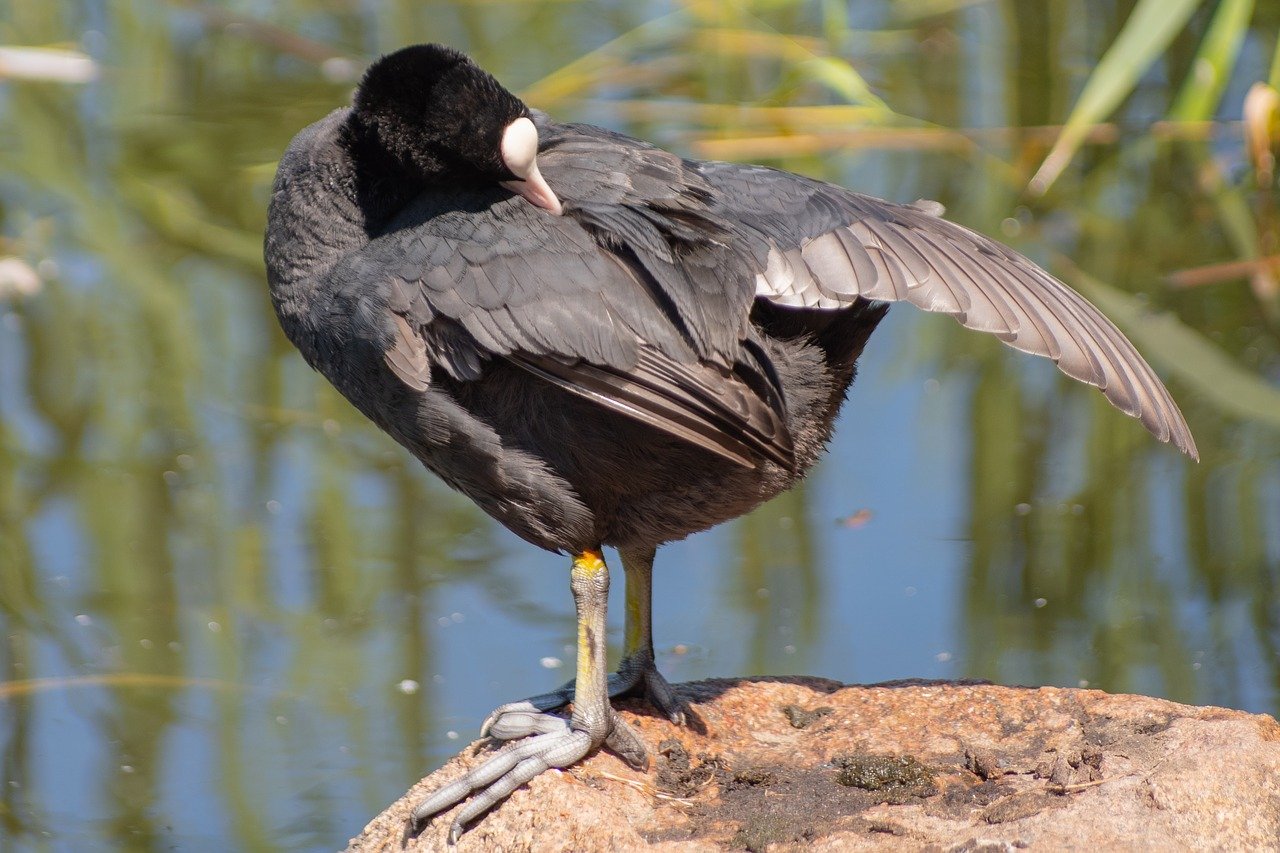 Черная водоплавающая птица