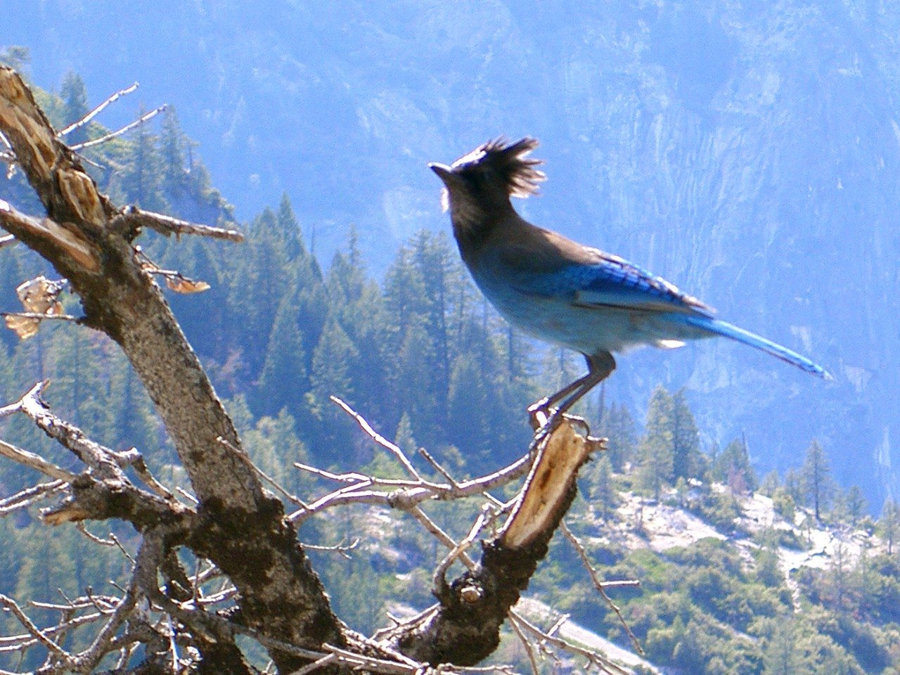 Какие птицы обитают в парках. Национальный парк Зюраткуль птицы. Птицы национального парка Зюраткуль. Йосемити национальный парк птицы. Тункинский национальный парк животные.
