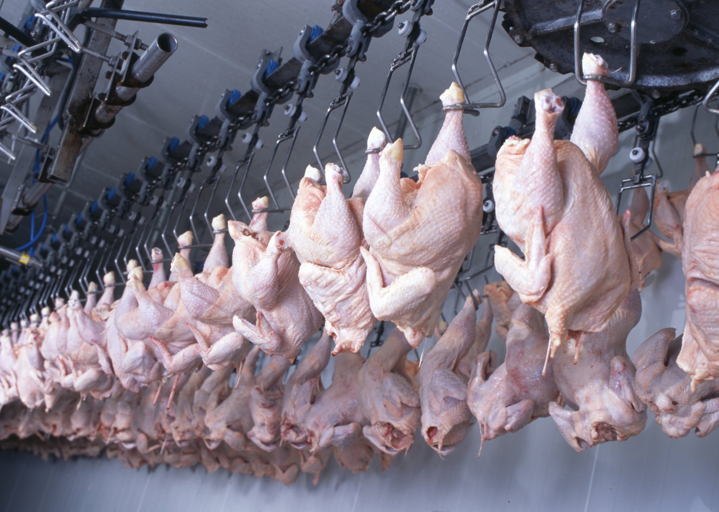 Производство бройлеров. Мясо птицы «птицефабрика Ахтубинская».. Тушка птицы. Куриные тушки производство. Курица мясо.