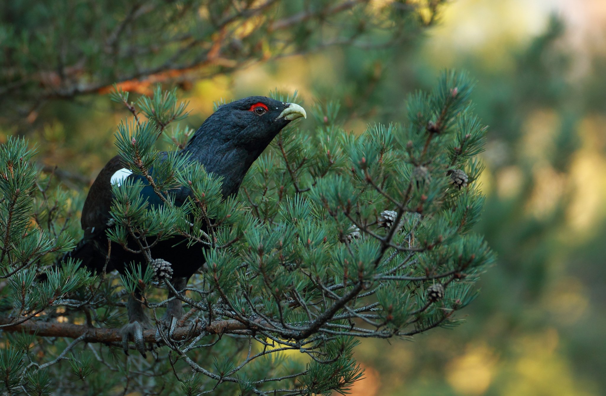 Птицы обитающие в хвойном лесу. Глухарь - Capercaillie. Глухарь в тайге. Чернобрюхий Глухарь. Тетерев в хвойном лесу.