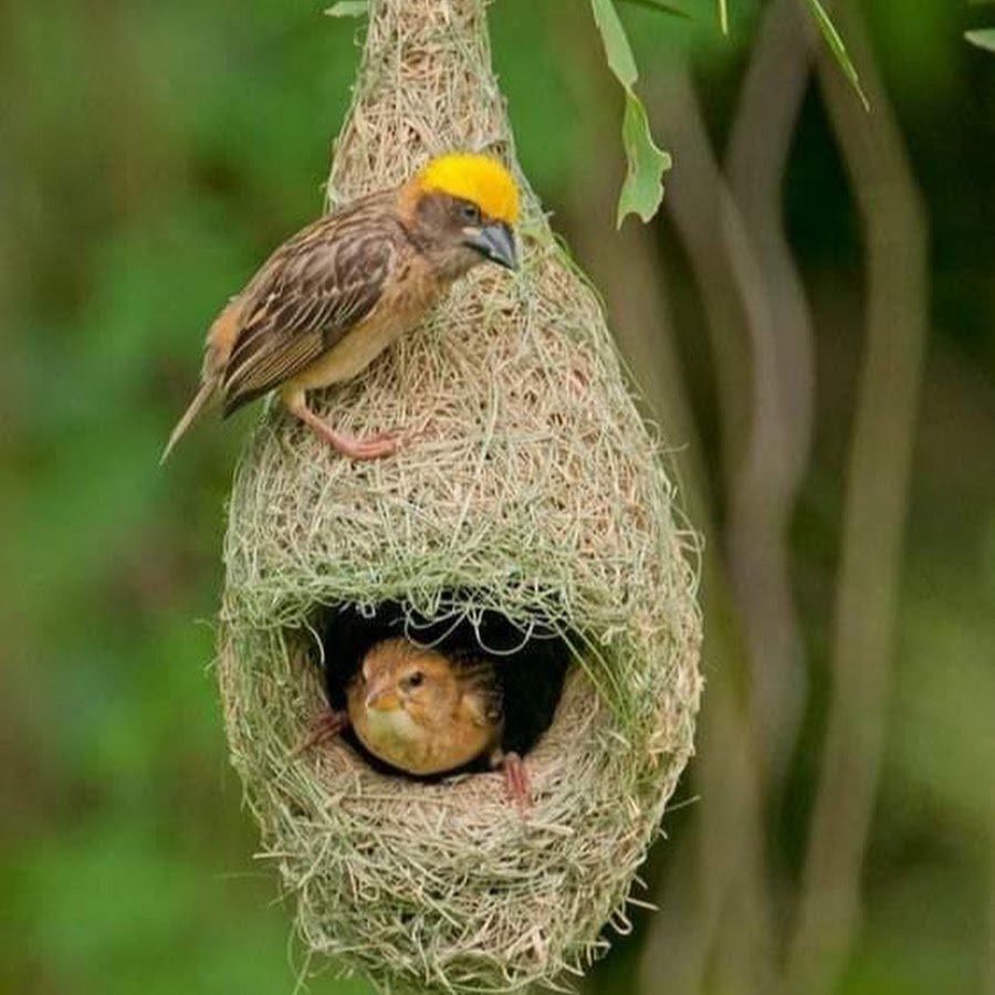 Необычные Гнезда Птиц