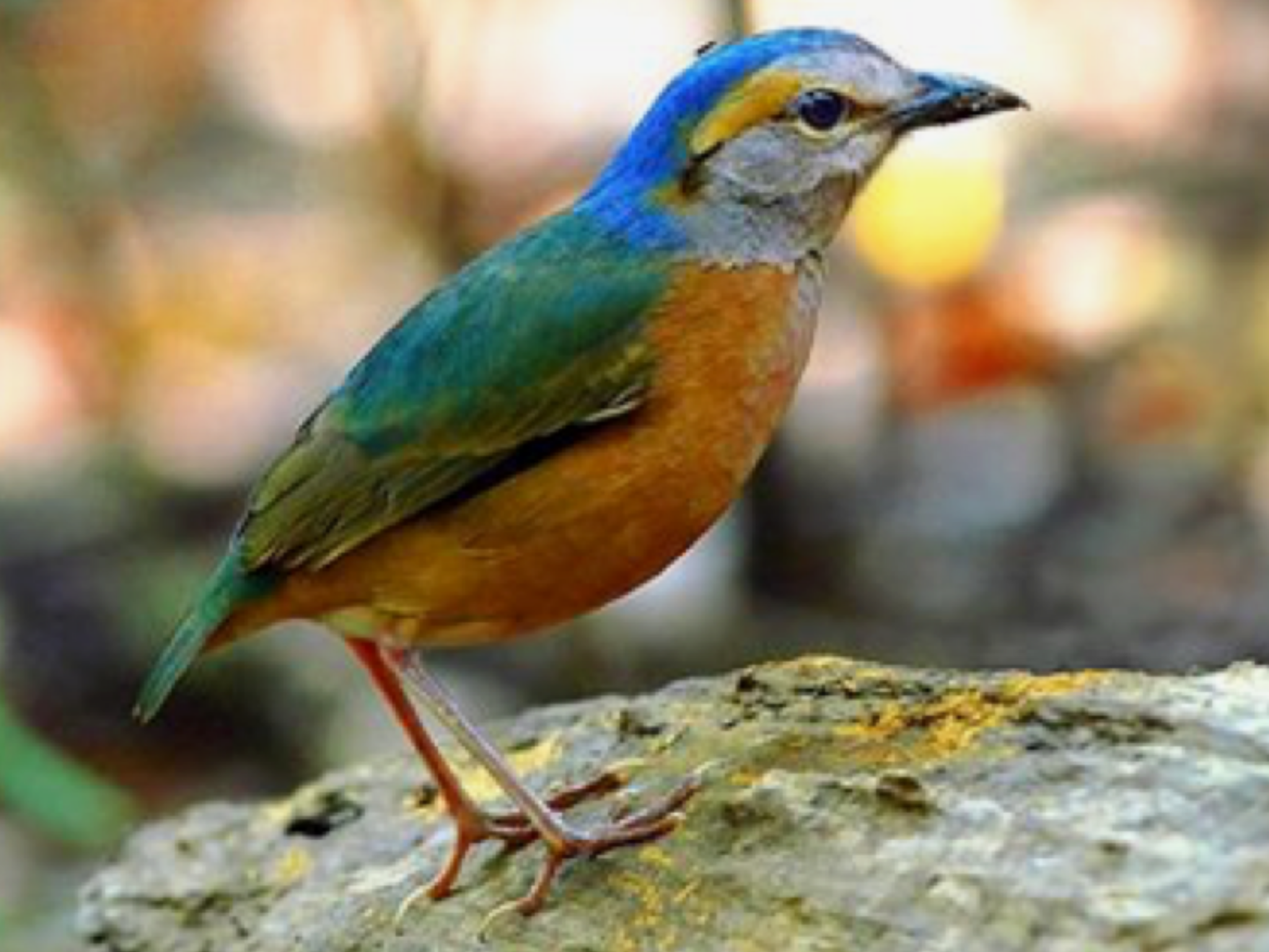 Птицы абхазии фото и названия и описание