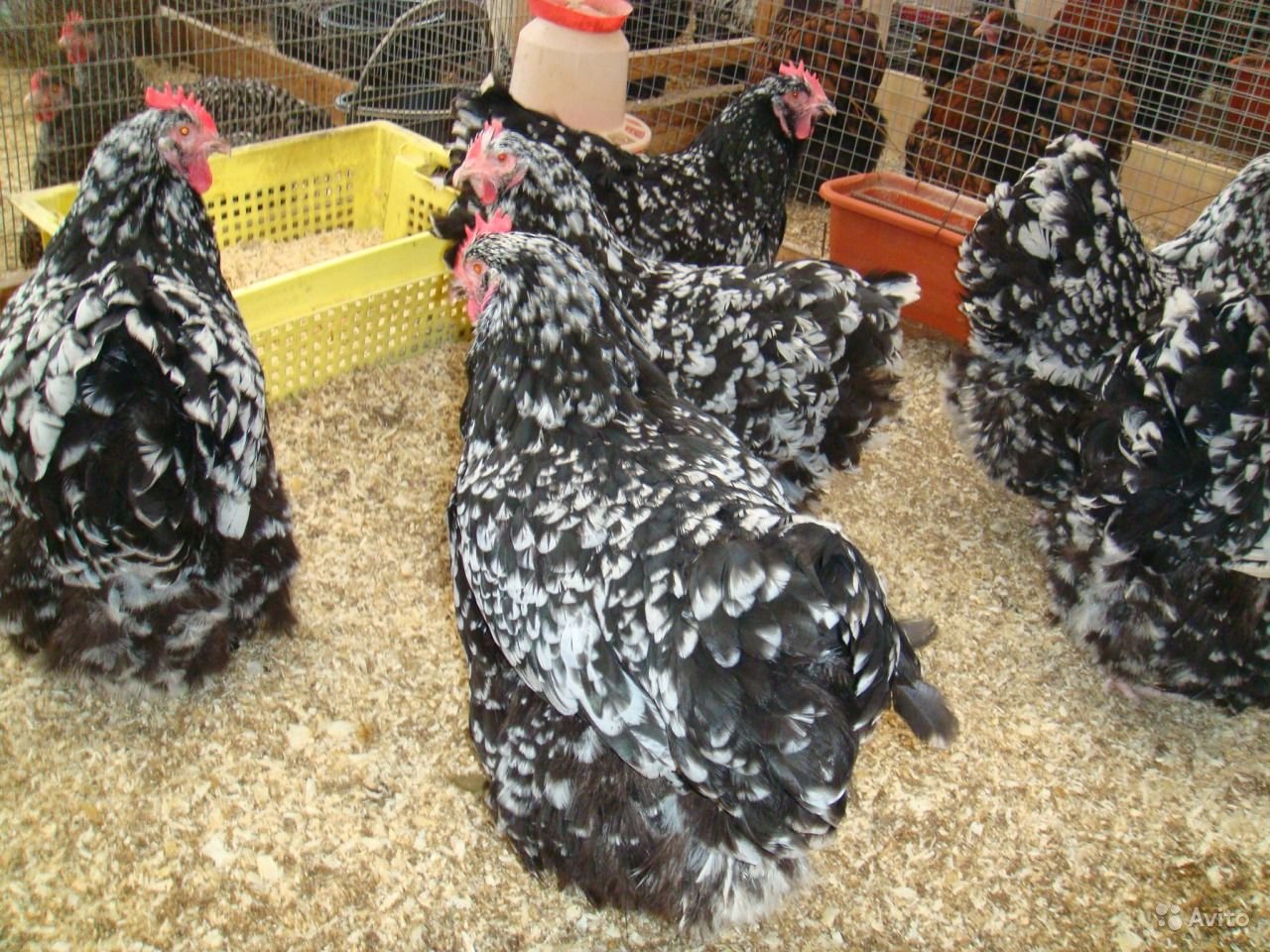 Цыплята австралорп черно пестрый - 55 фото