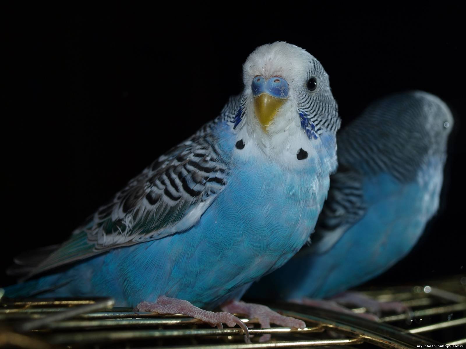 Волнистый попугай фото. Волнистый попугайчик голубой. Волнистый попугай получех. Голубые попугайчики волнистики. Голубой волнийстый попуг.