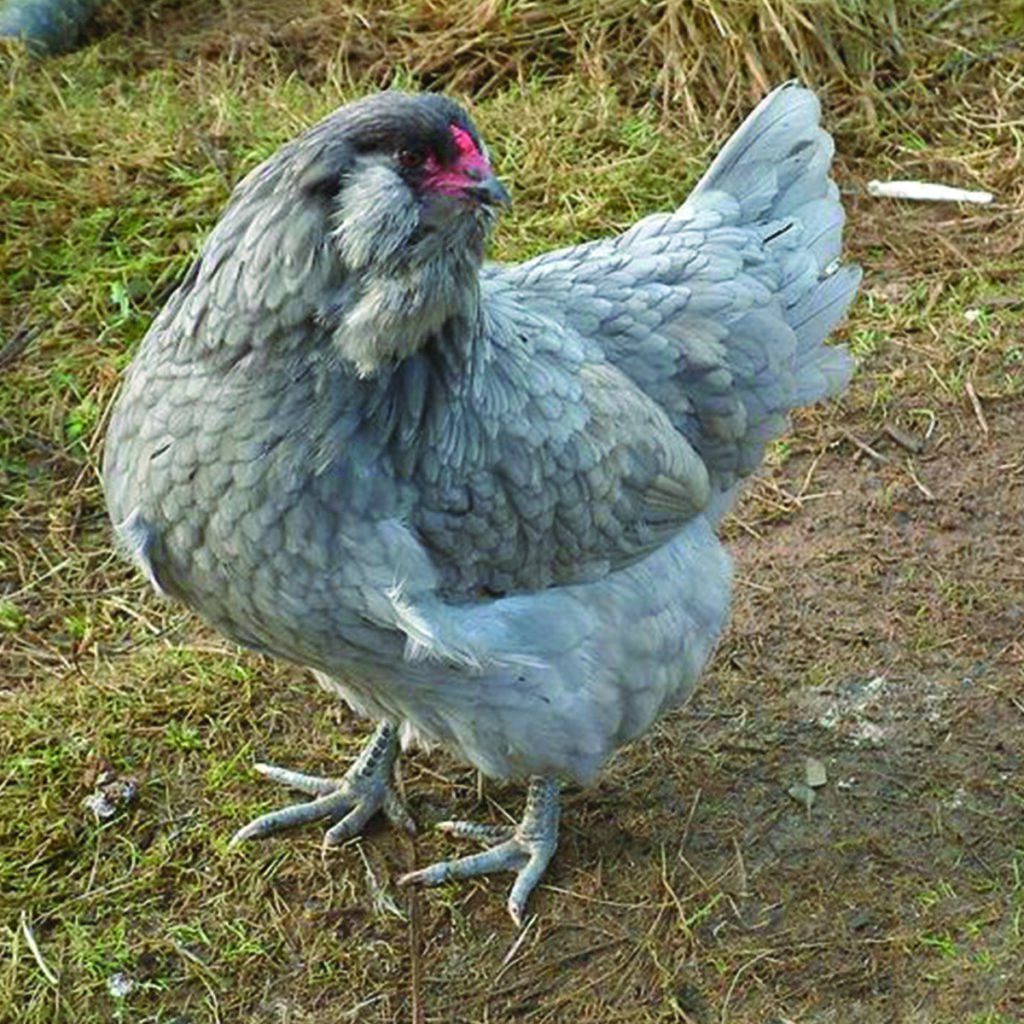 Пепельно голубая курица. Куры породы Амераукана. Араукана и Амераукана. Андалузская голубая курица. Амераукана порода.