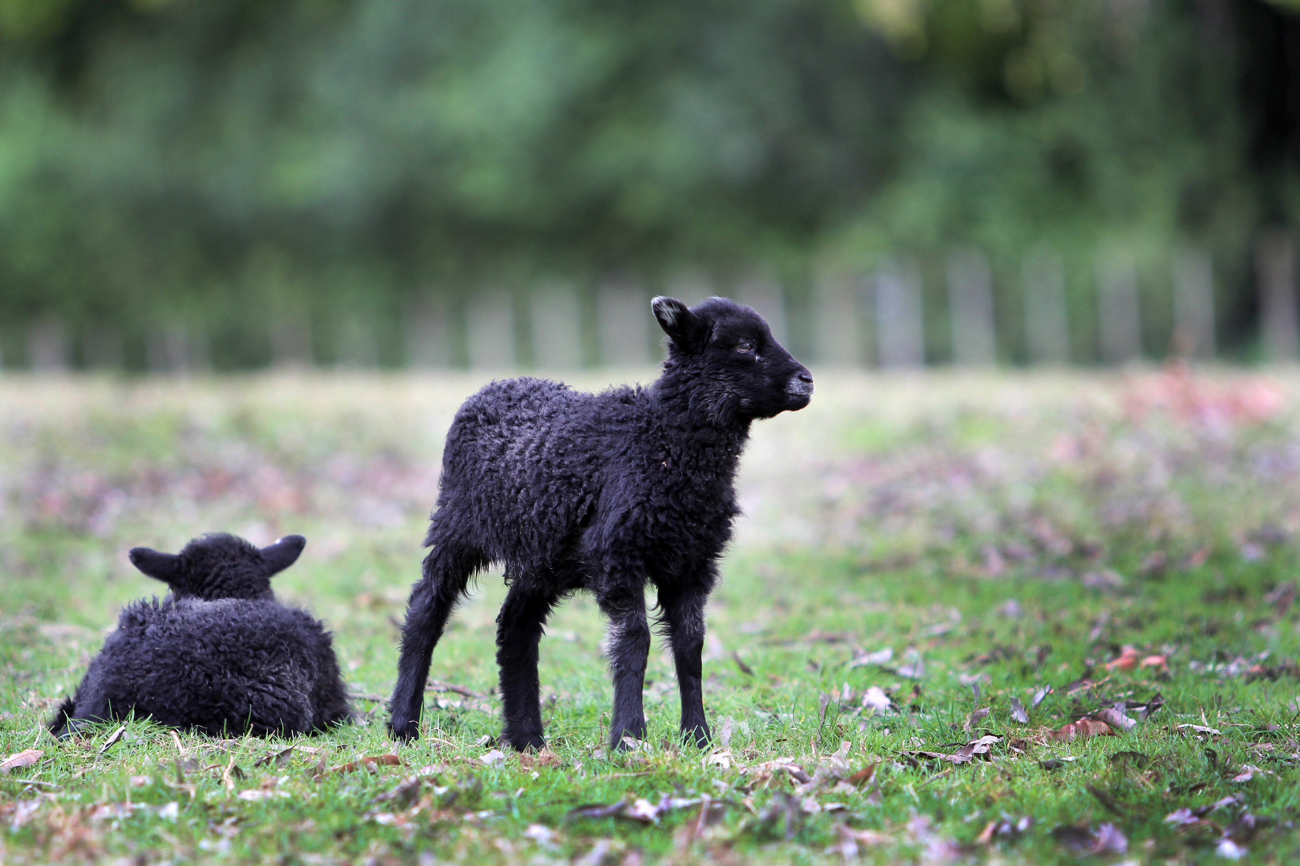 Овцы черного цвета. Риперсан черный ягненок. Черная овца. Маленький черный барашек. Маленькие черные ягнята.