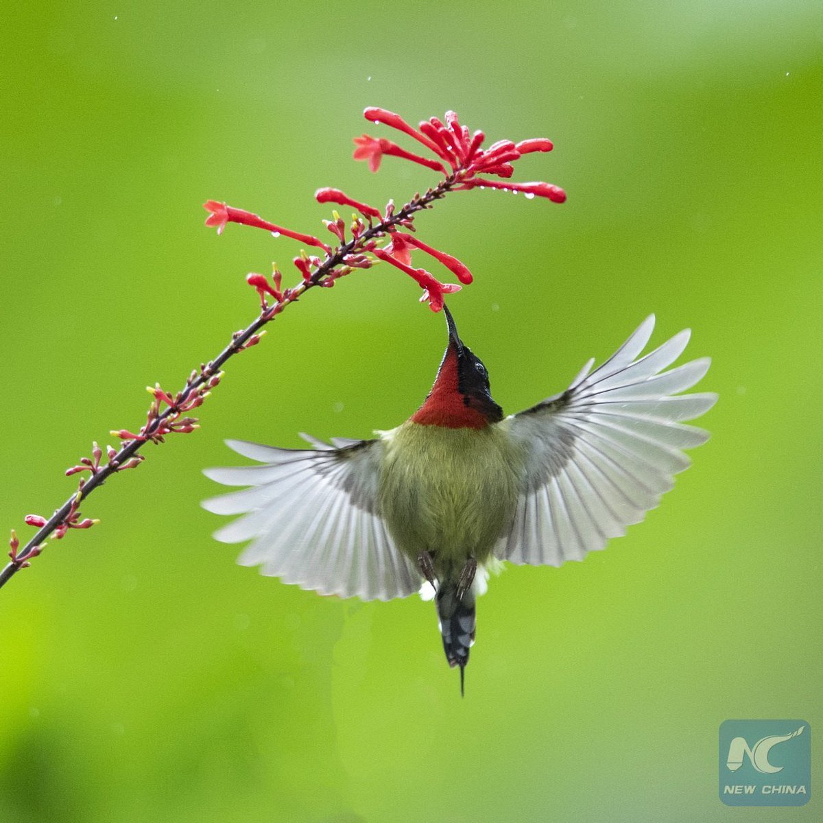 Красивые птицы Китая