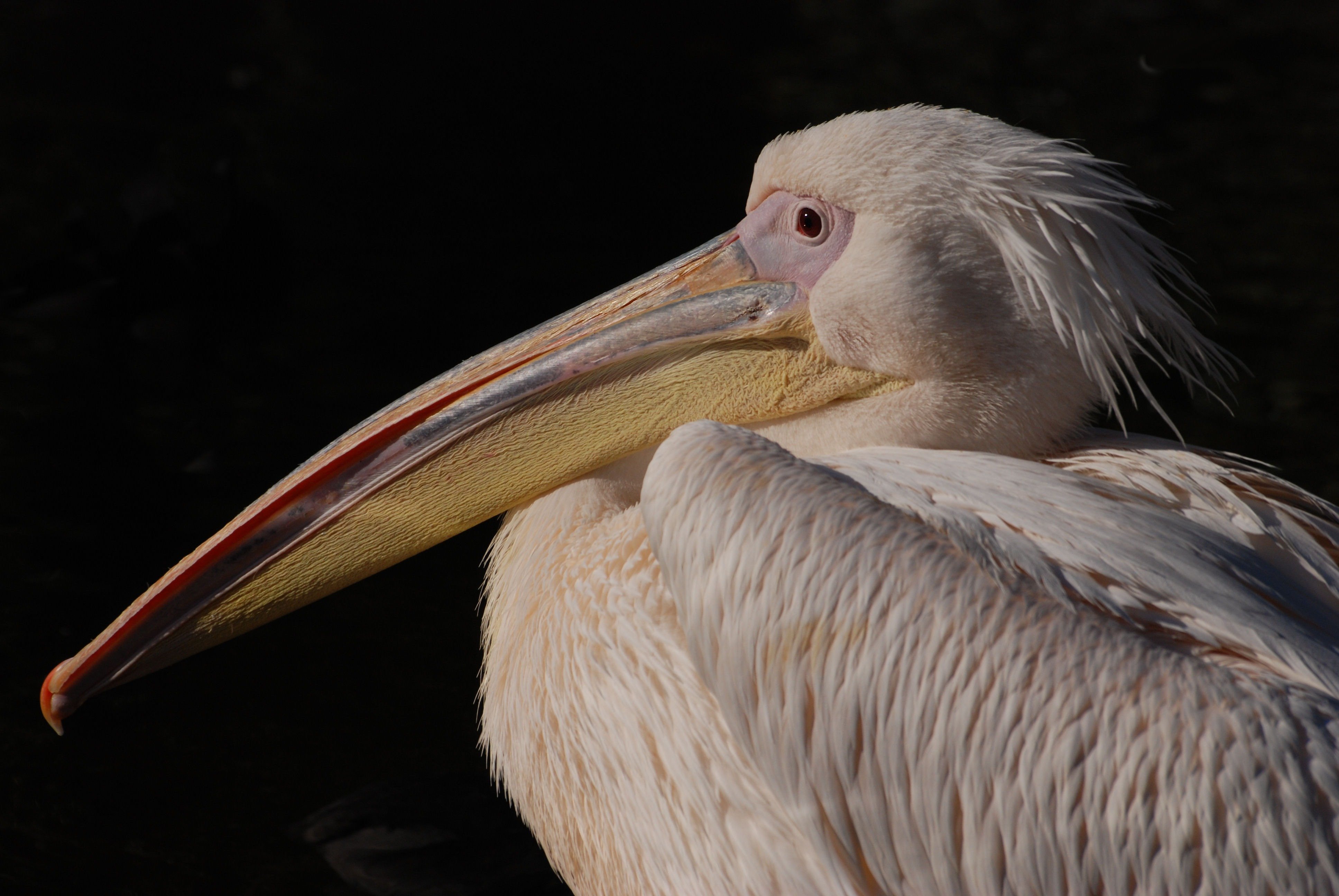 Птица с крупным клювом. Pelecanus onocrotalus. Розовый Пеликан. Пеликан с открытым клювом. Птица с большим клювом пеликана.