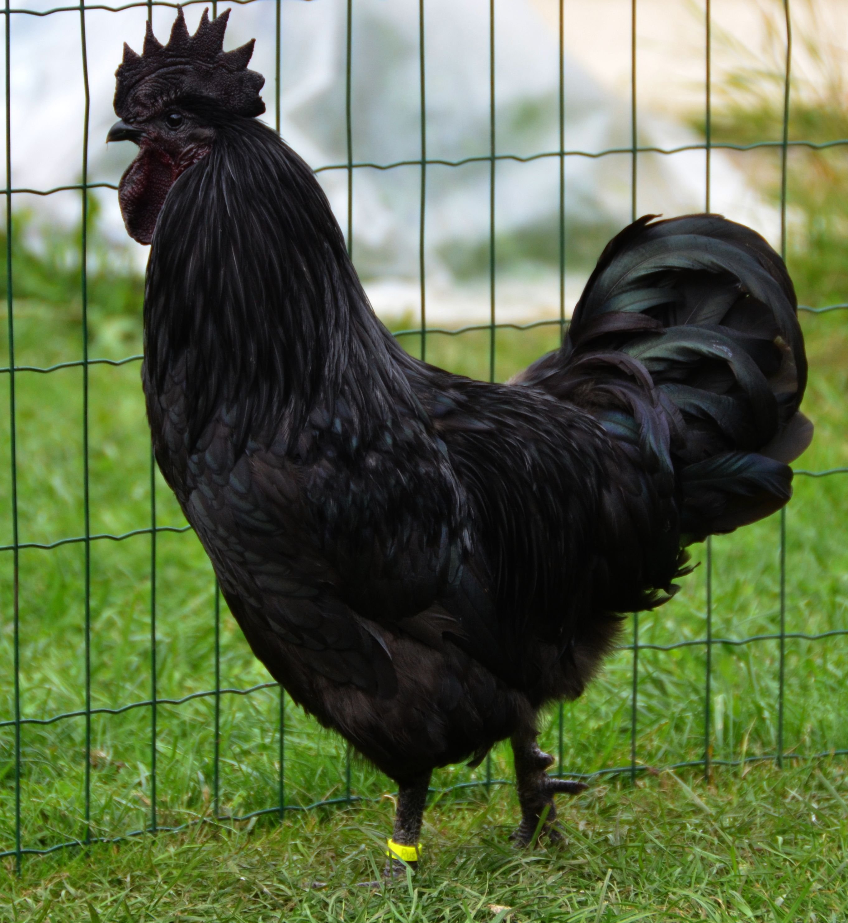 Черная курица характеристика. Куры породы Ухейилюй. Петух Ухейилюй. Чёрная порода кур Ухейилюй. Петух породы Ухейилюй.