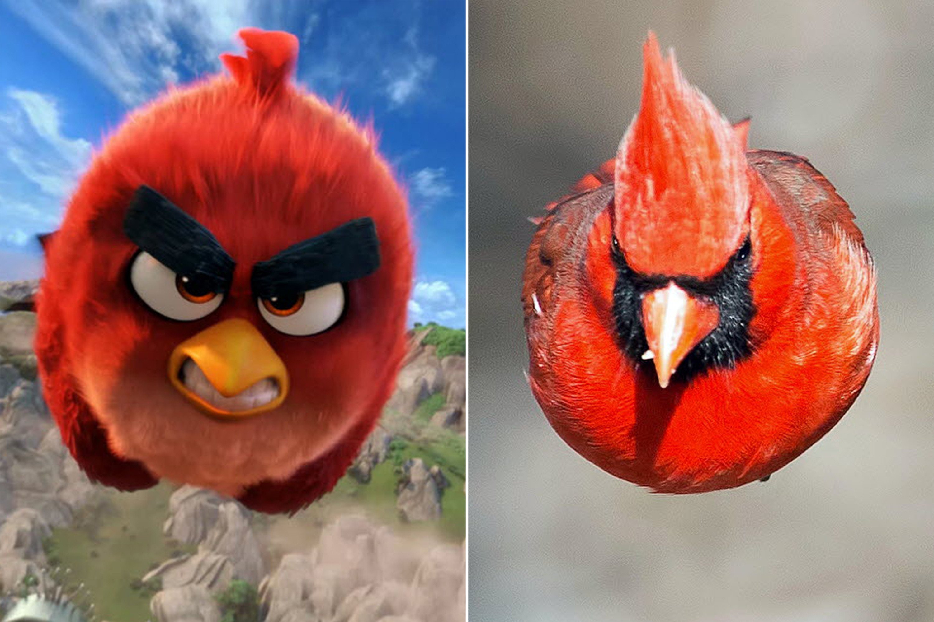 Birds wiki. Птицы Angry Birds в реальности. Angry Birds красная птичка. Красная птица Энгри Бердс злая. Энгри бердз в реальной жизни ред.
