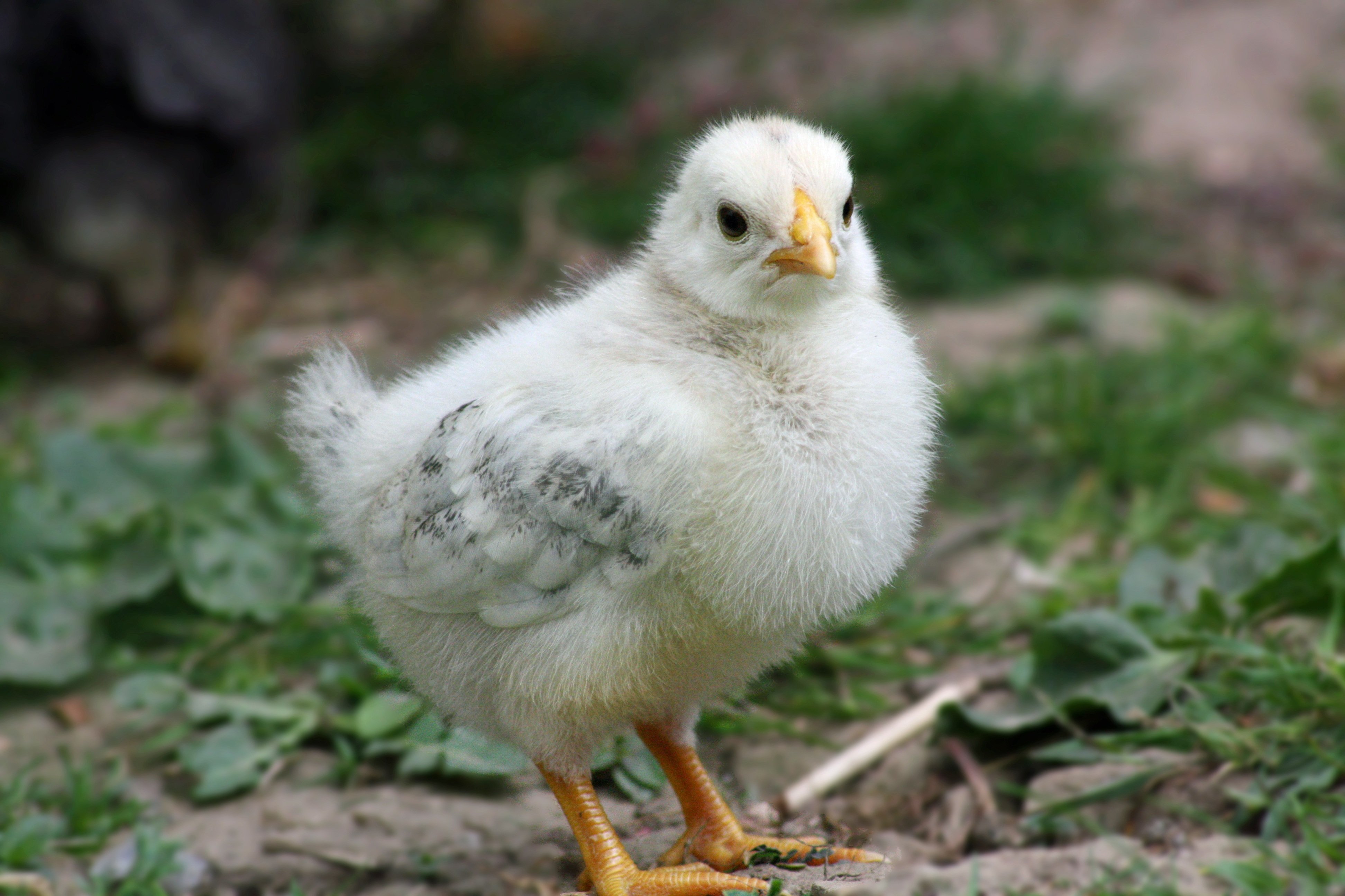 Цыплята кур фото. Цыпленок. Маленькая курица. Белый цыпленок. Маленькие курочки.