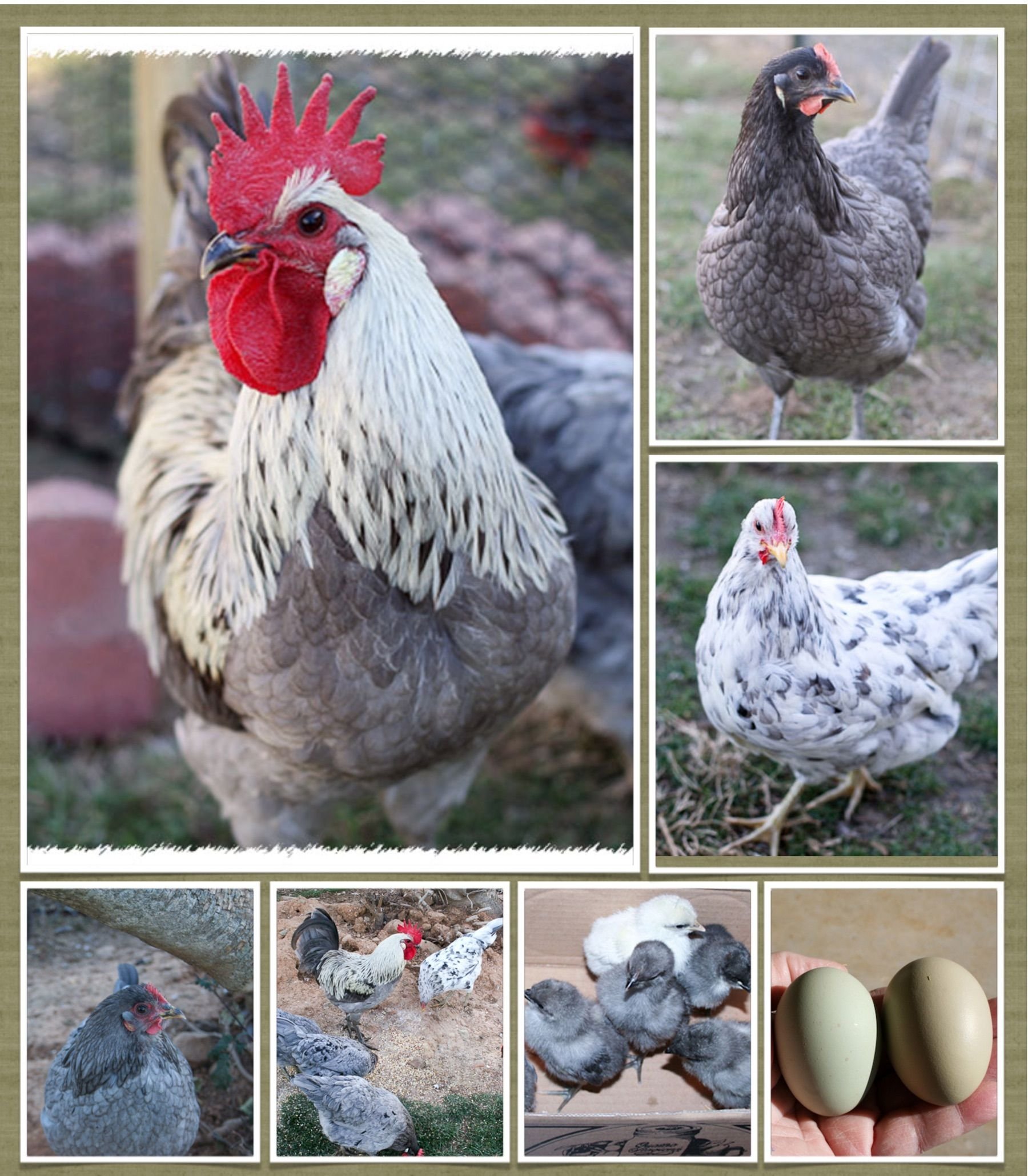 Какие куры несут голубые яйца порода фото и описание