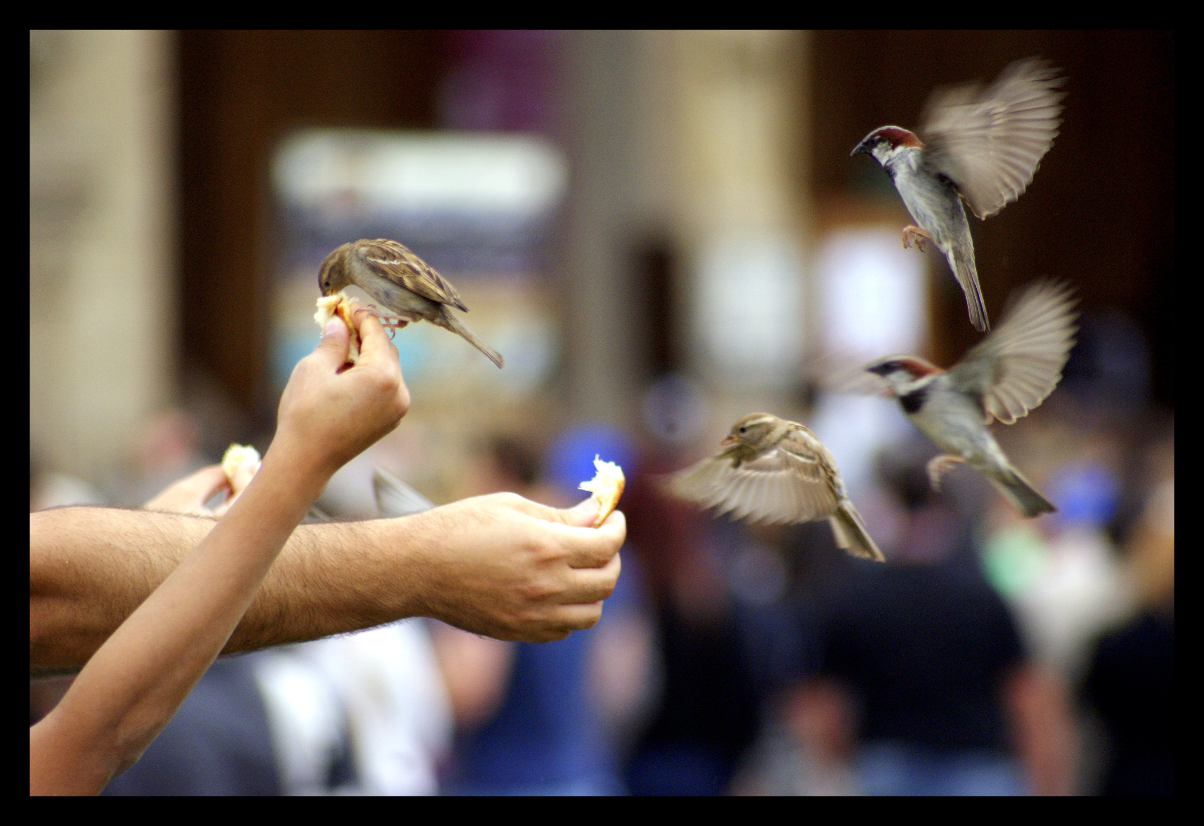 День человека птицы. Птичка на руке. Человек птица. Птичка на ладони. Ребенок с птицей в руках.