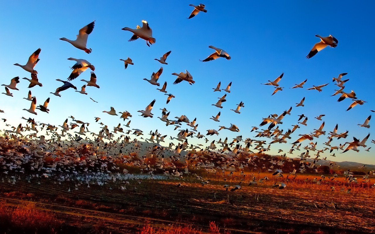Информация о миграции птиц. Миграция перелетных птиц. Мигрирующие птицы. Стая перелетных птиц. Перелет птиц.