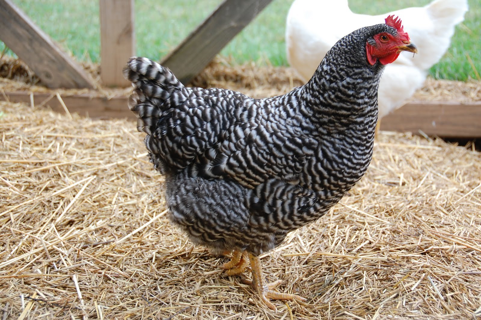 Курица доминанта порода описание породы