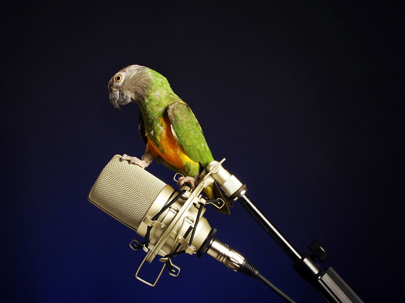 Пение попугая веселая. Попугай поет. Забавные попугаи. Попугай с микрофоном. Птица поет в микрофон.