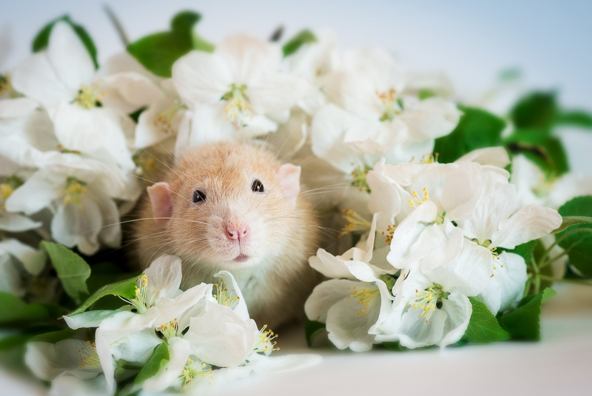 Хомячки открытка. Белый мышонок. Красивый хомяк. Хомячок с цветами. Милые мышки.