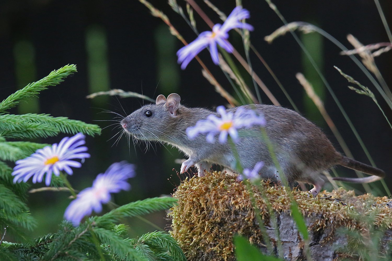 Чисто мышь. Серая полевка, Полевая мышь. Крыса полевка. Крысы мыши полевки. Мышиная полевка цветок.