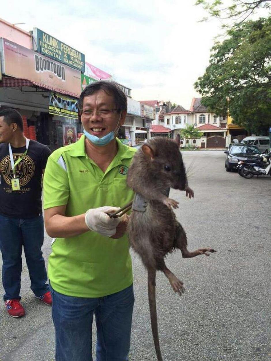 вьетнам крысы